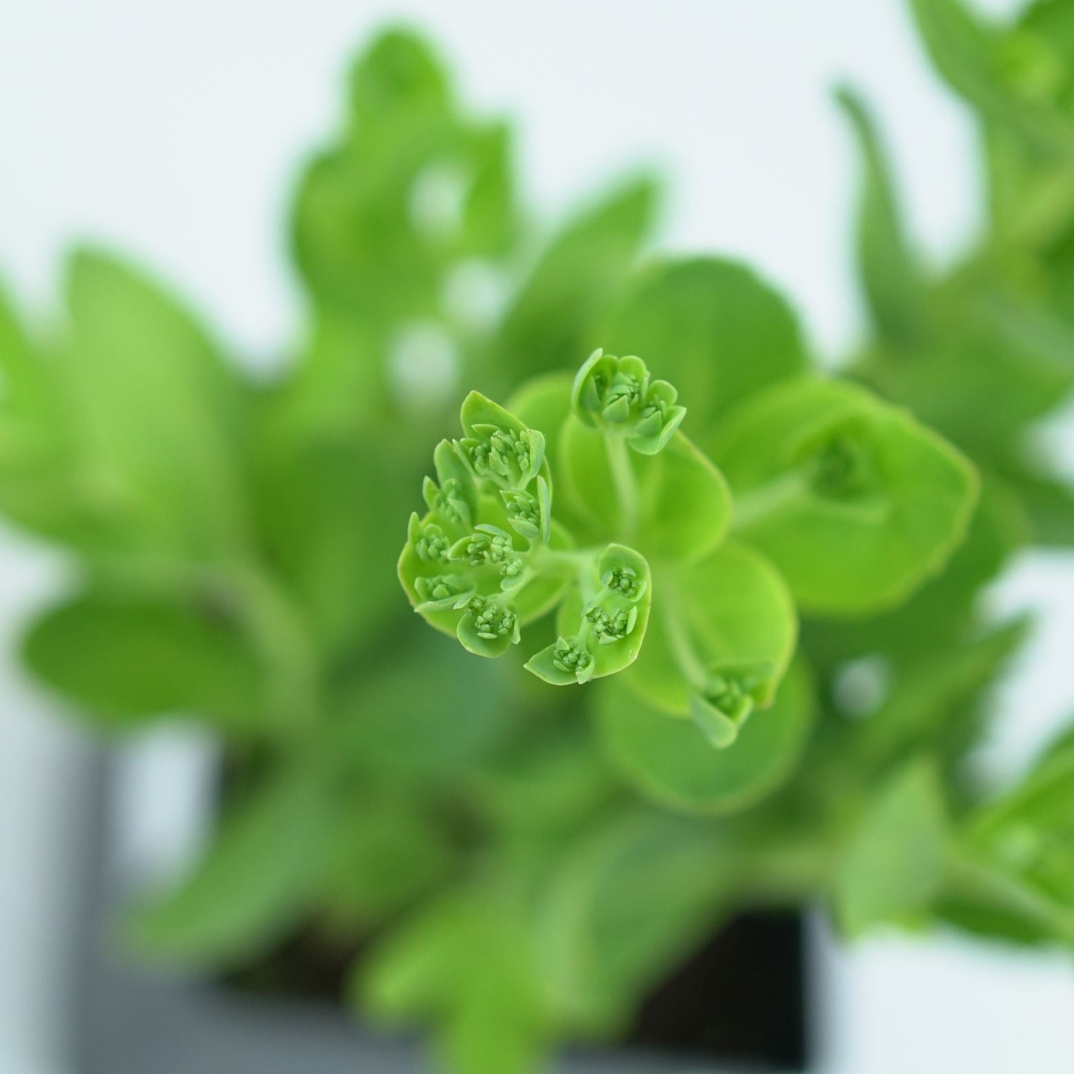 SEDUM SPECTABILE 'BRILLIANT' Rozchodnik okazały