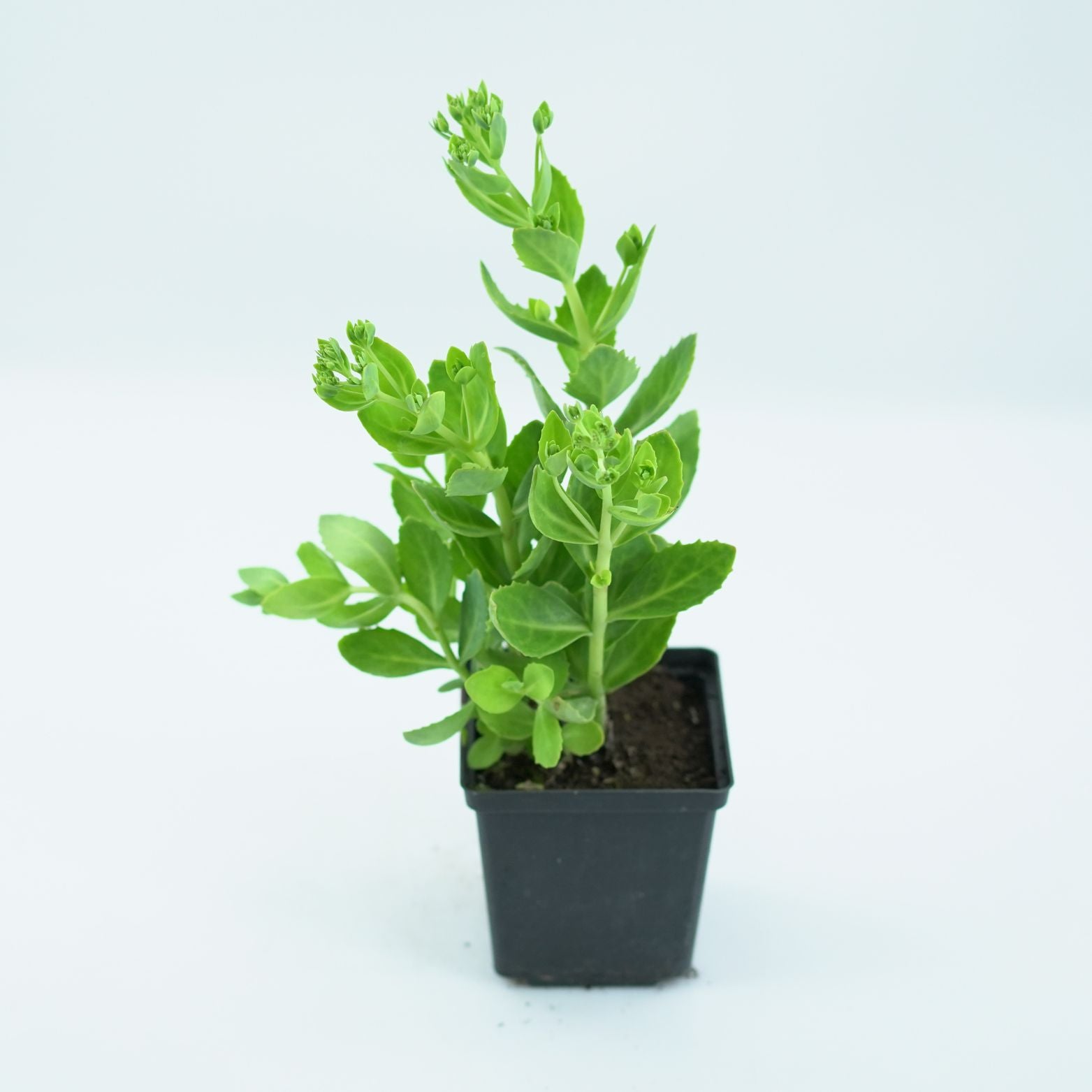 SEDUM SPECTABILE 'BRILLIANT' Rozchodnik okazały