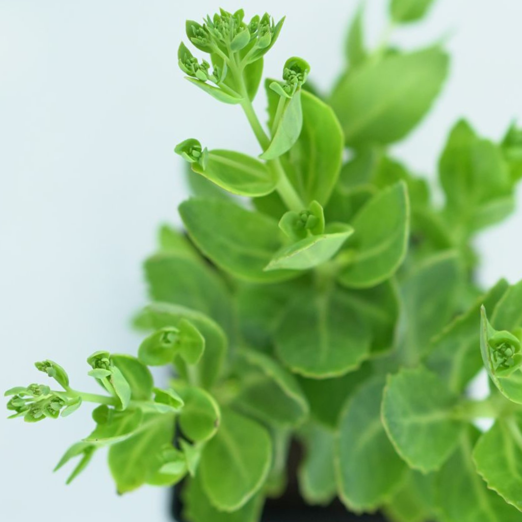 SEDUM SPECTABILE 'BRILLIANT' Rozchodnik okazały