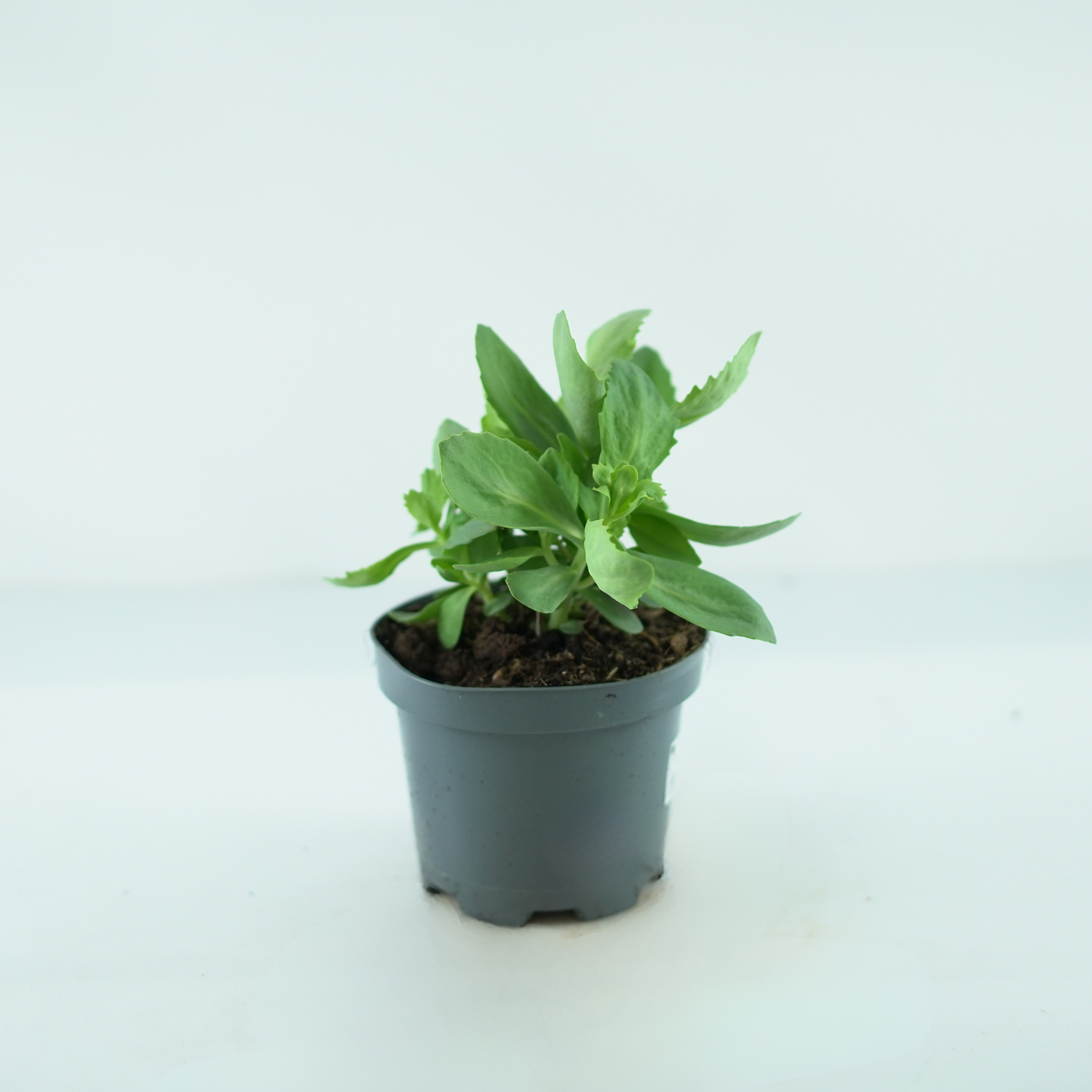 SEDUM SPECTABILE 'BRILLIANT' Rozchodnik okazały