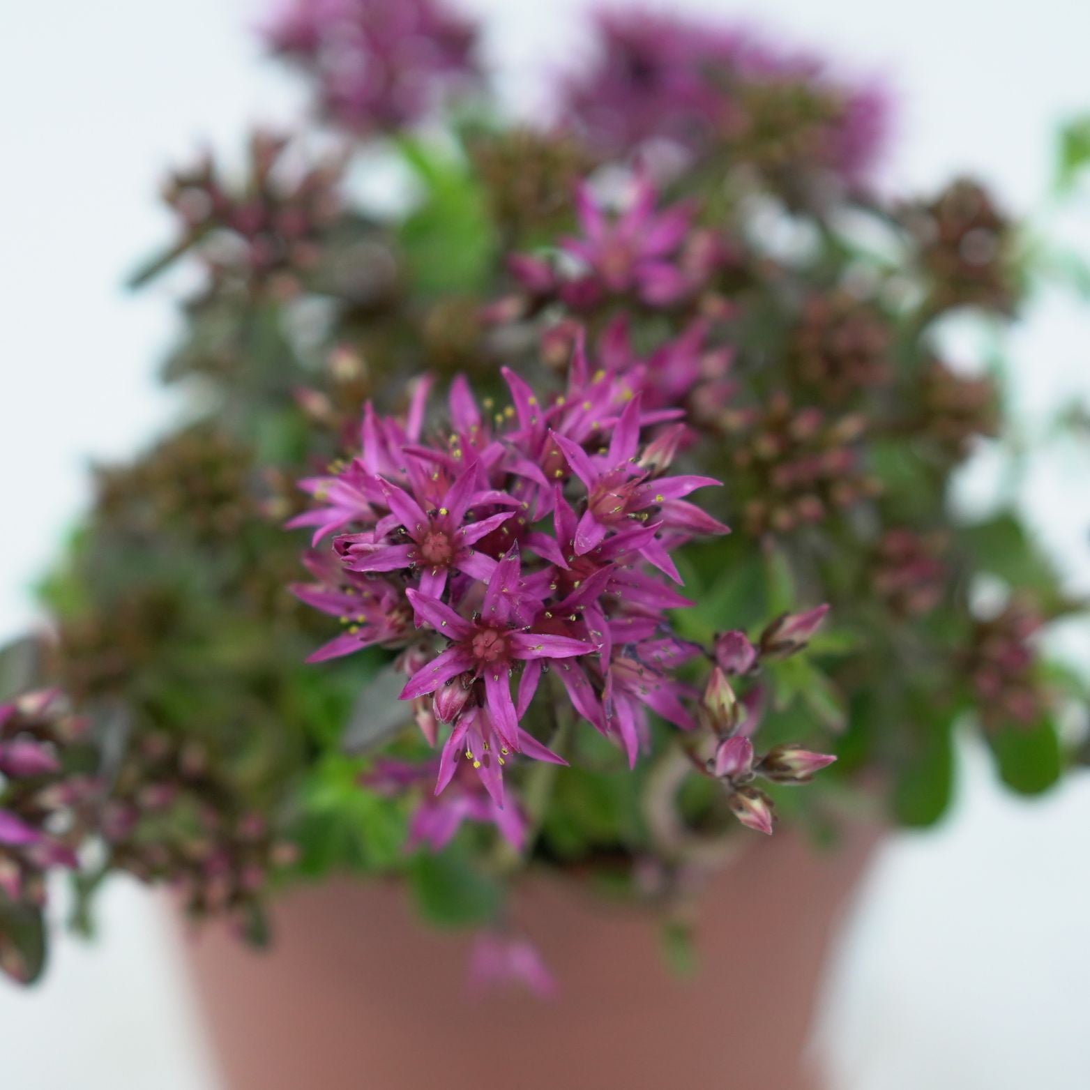 SEDUM SPURIUM 'EVENING GLOW' Rozchodnik kaukaski