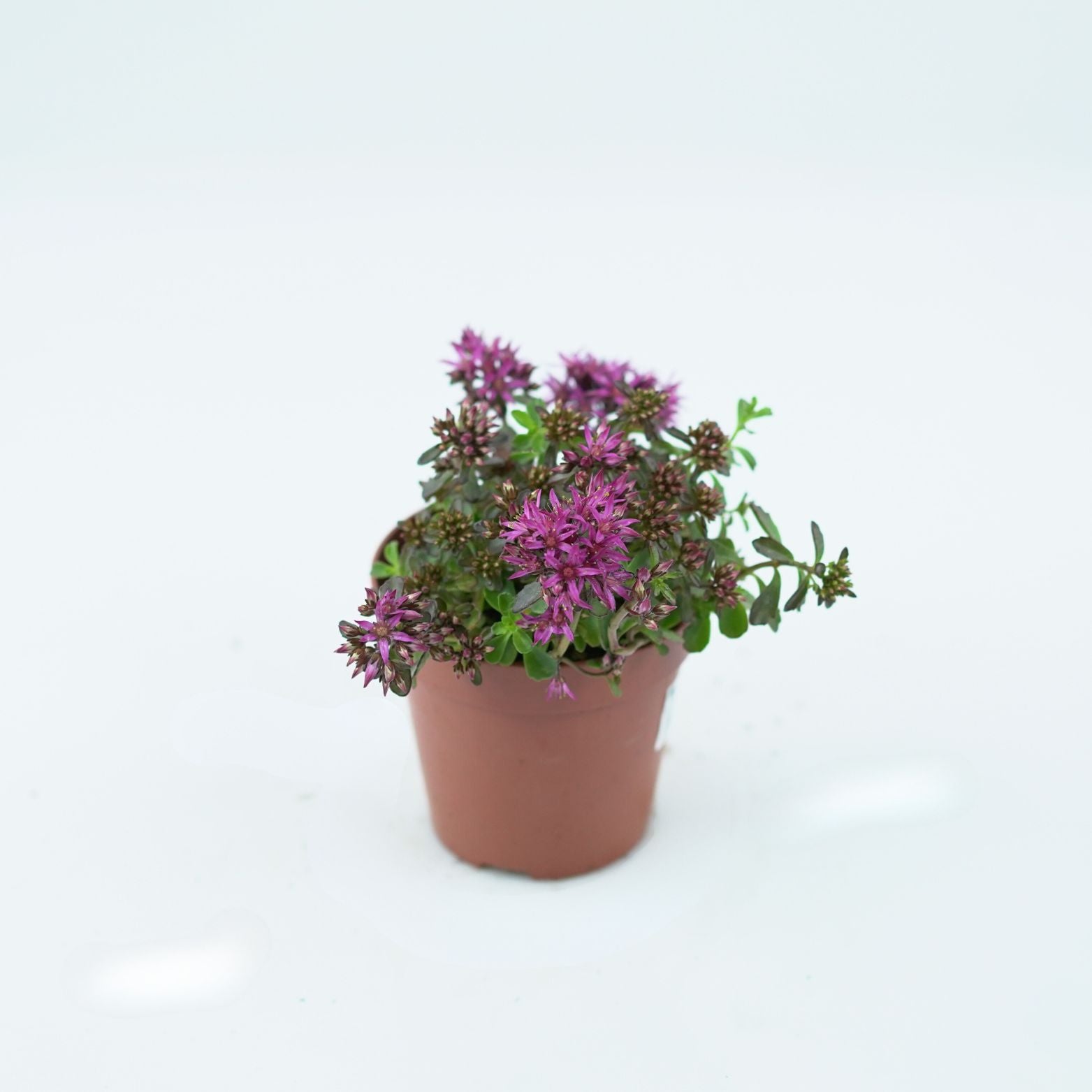 SEDUM SPURIUM 'EVENING GLOW' Rozchodnik kaukaski