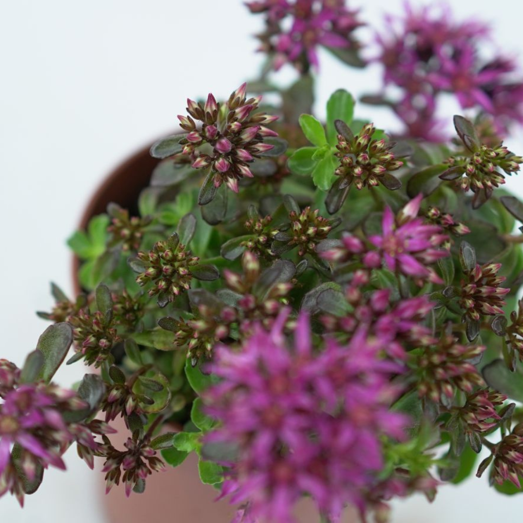 SEDUM SPURIUM Rozchodnik kaukaski