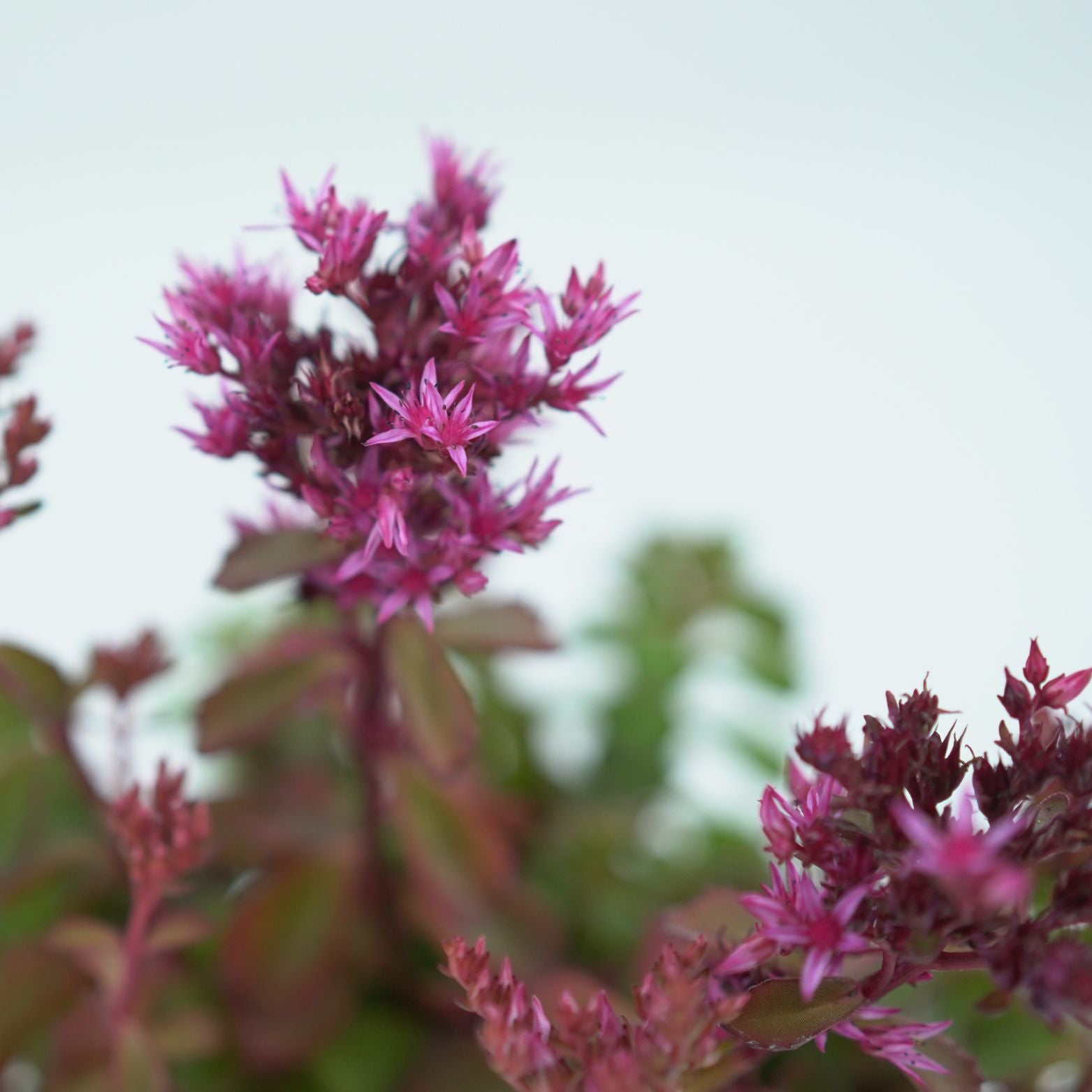 SEDUM SPURIUM Rozchodnik kaukaski