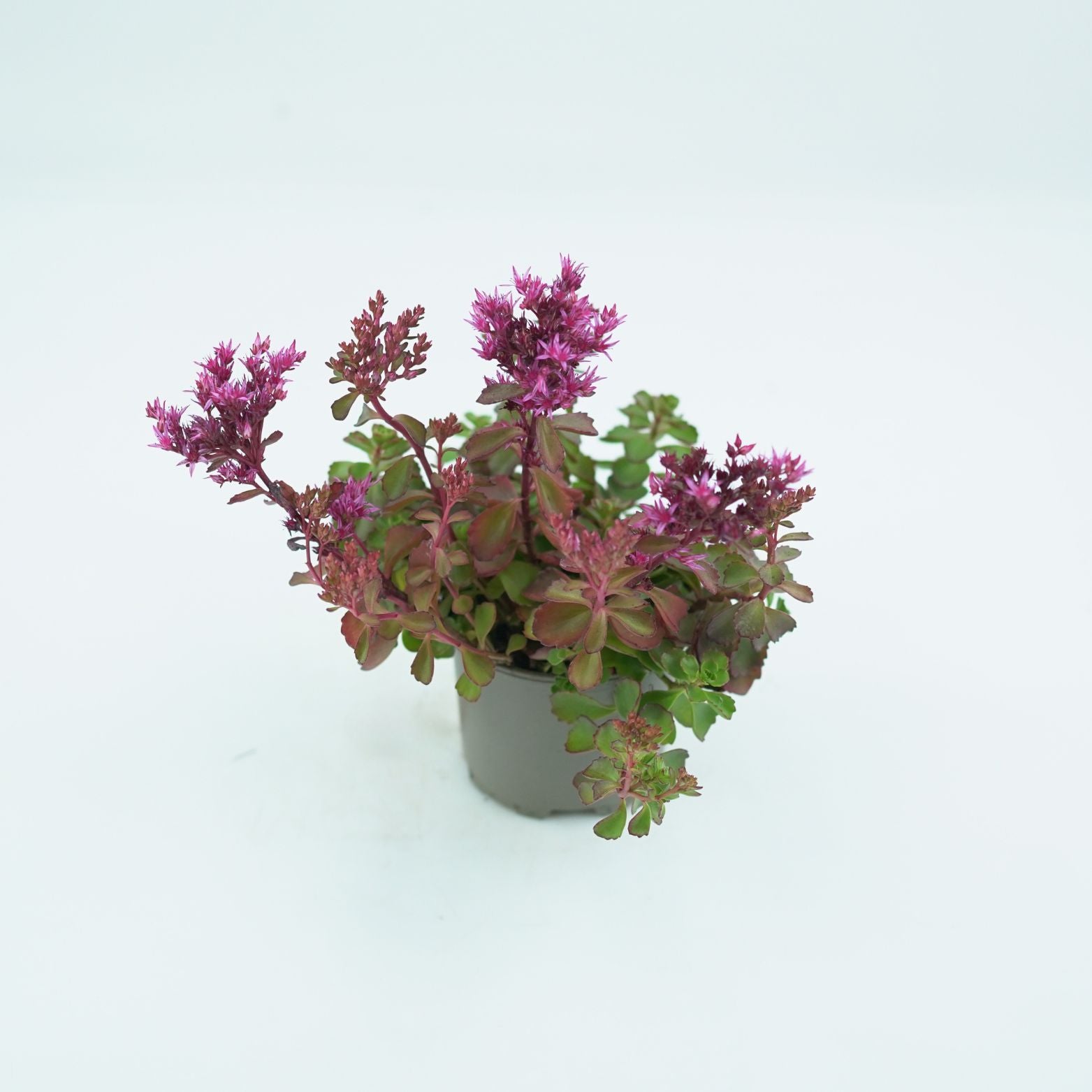 SEDUM SPURIUM Rozchodnik kaukaski
