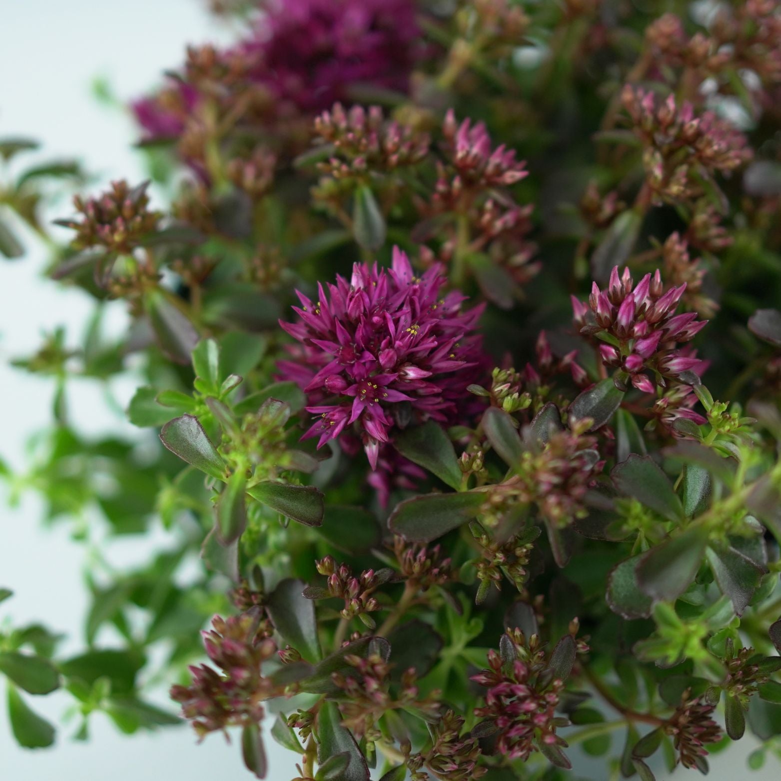 SEDUM SPURIUM 'Spot on Pink' Rozchodnik kaukaski