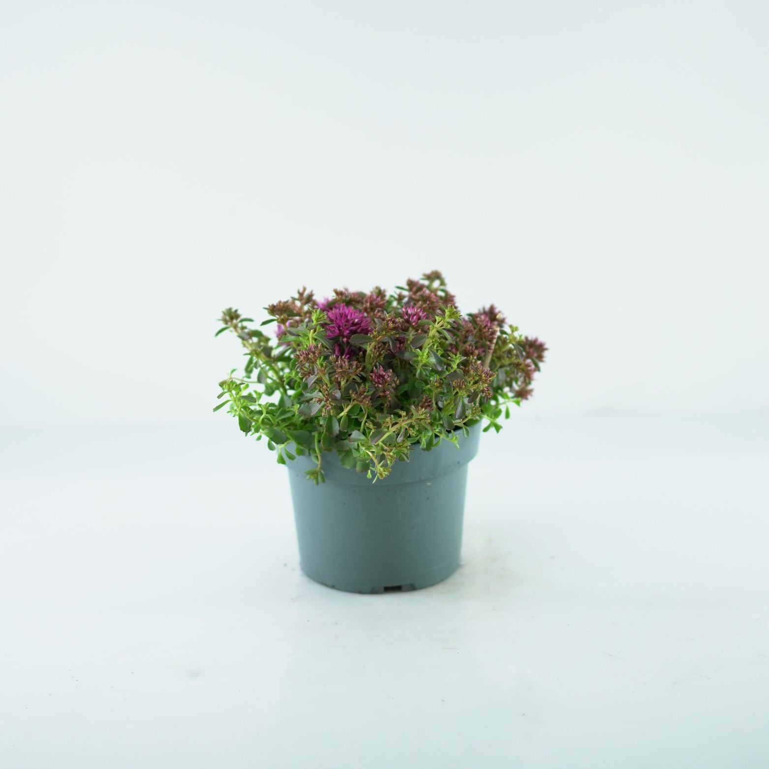 SEDUM SPURIUM 'Spot on Pink' Rozchodnik kaukaski