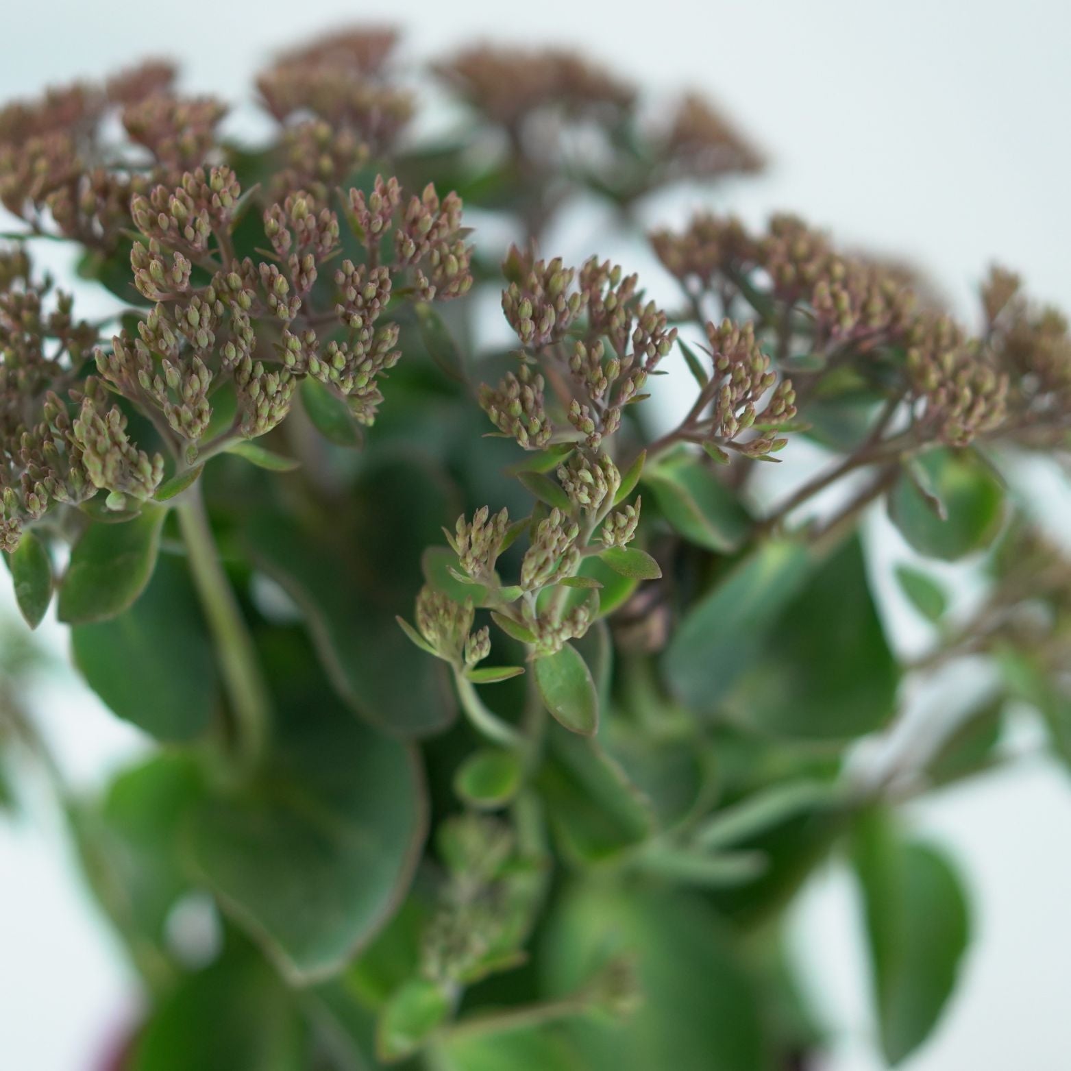 SEDUM TELEPHIUM 'Seduction Pink Passion' Rozchodnik