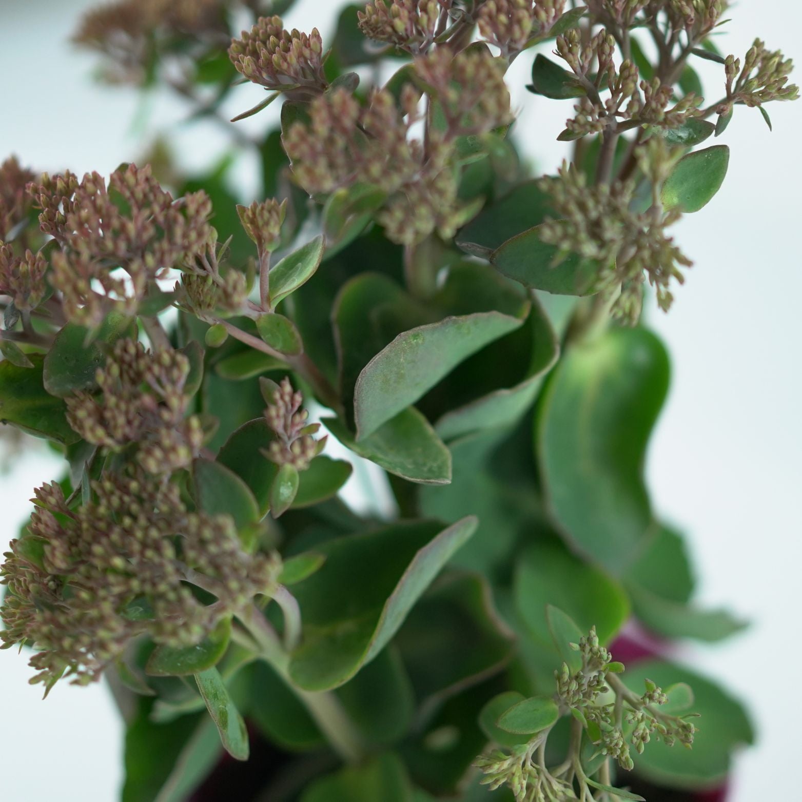 SEDUM TELEPHIUM 'Seduction Pink Passion' Rozchodnik