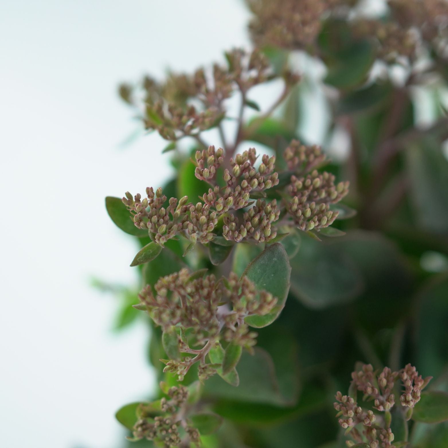 SEDUM TELEPHIUM 'Seduction Pink Passion' Rozchodnik