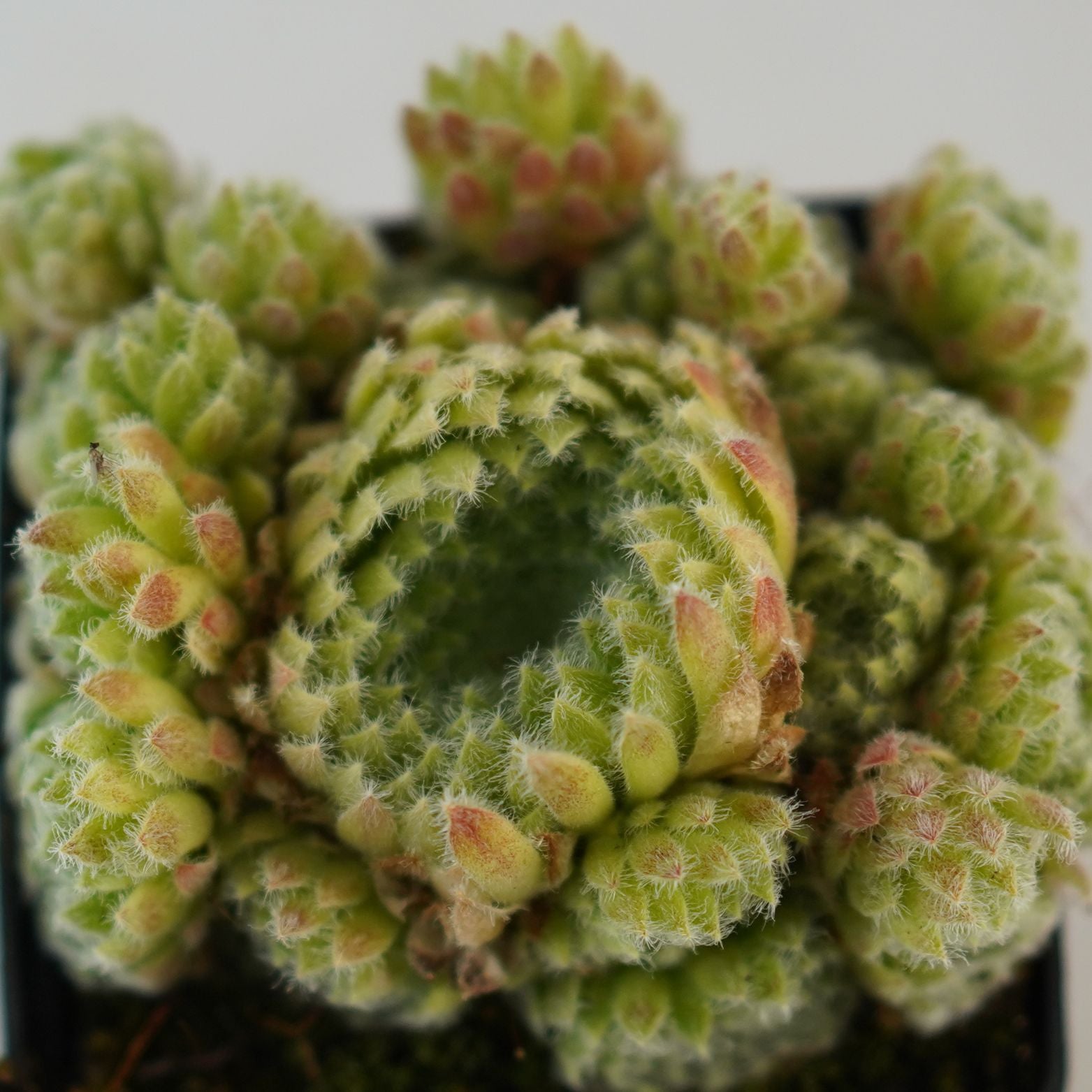 SEMPERVIVUM CILIOSUM Rojnik orzęsiony