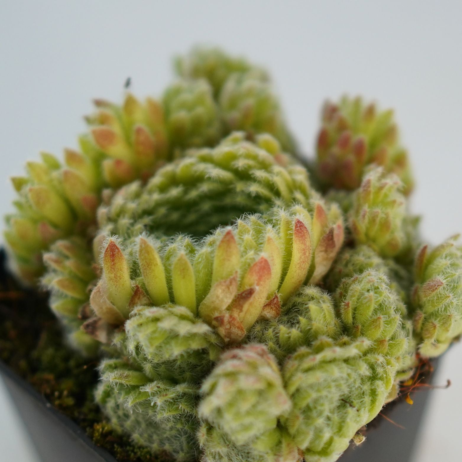 SEMPERVIVUM CILIOSUM Rojnik orzęsiony