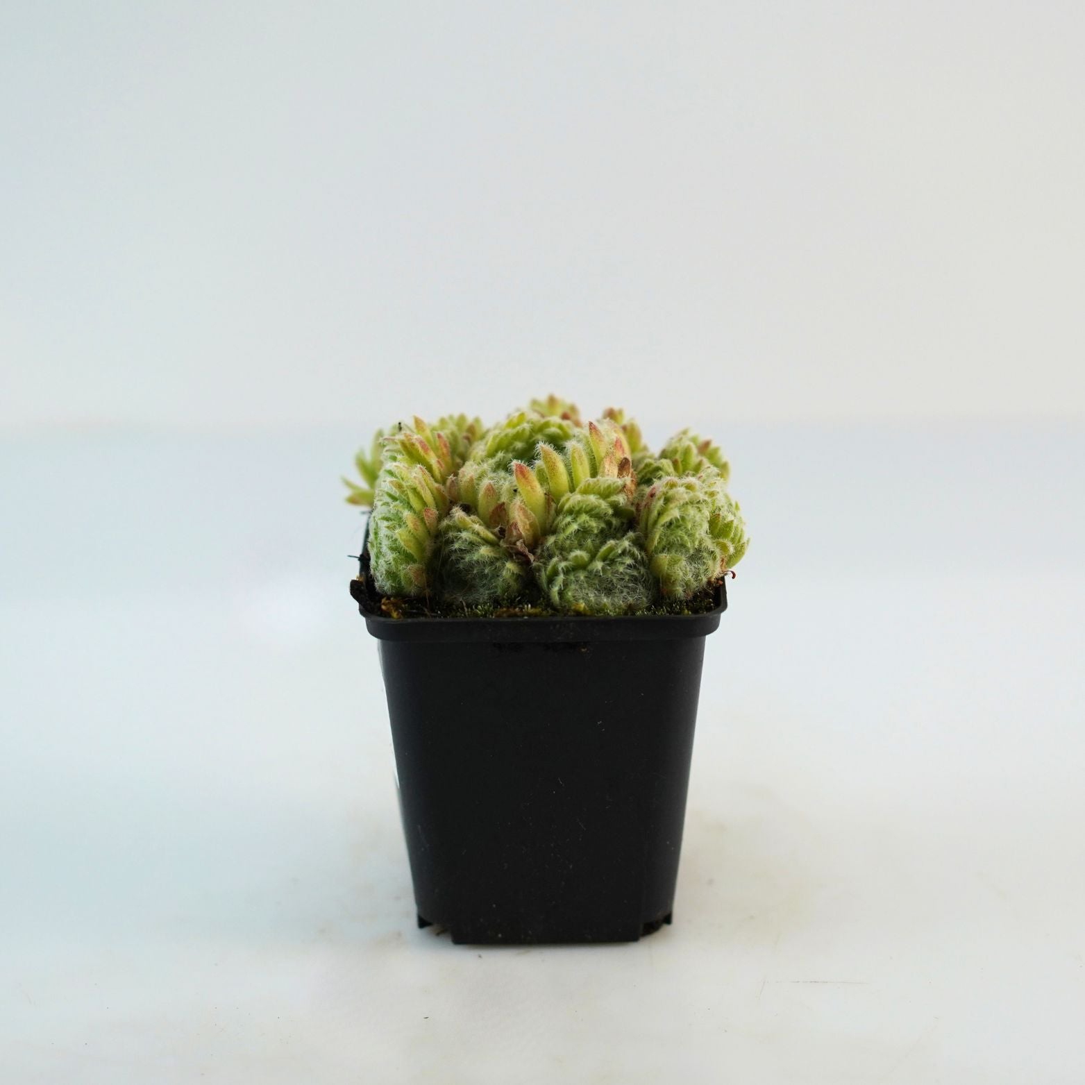 SEMPERVIVUM CILIOSUM Rojnik orzęsiony