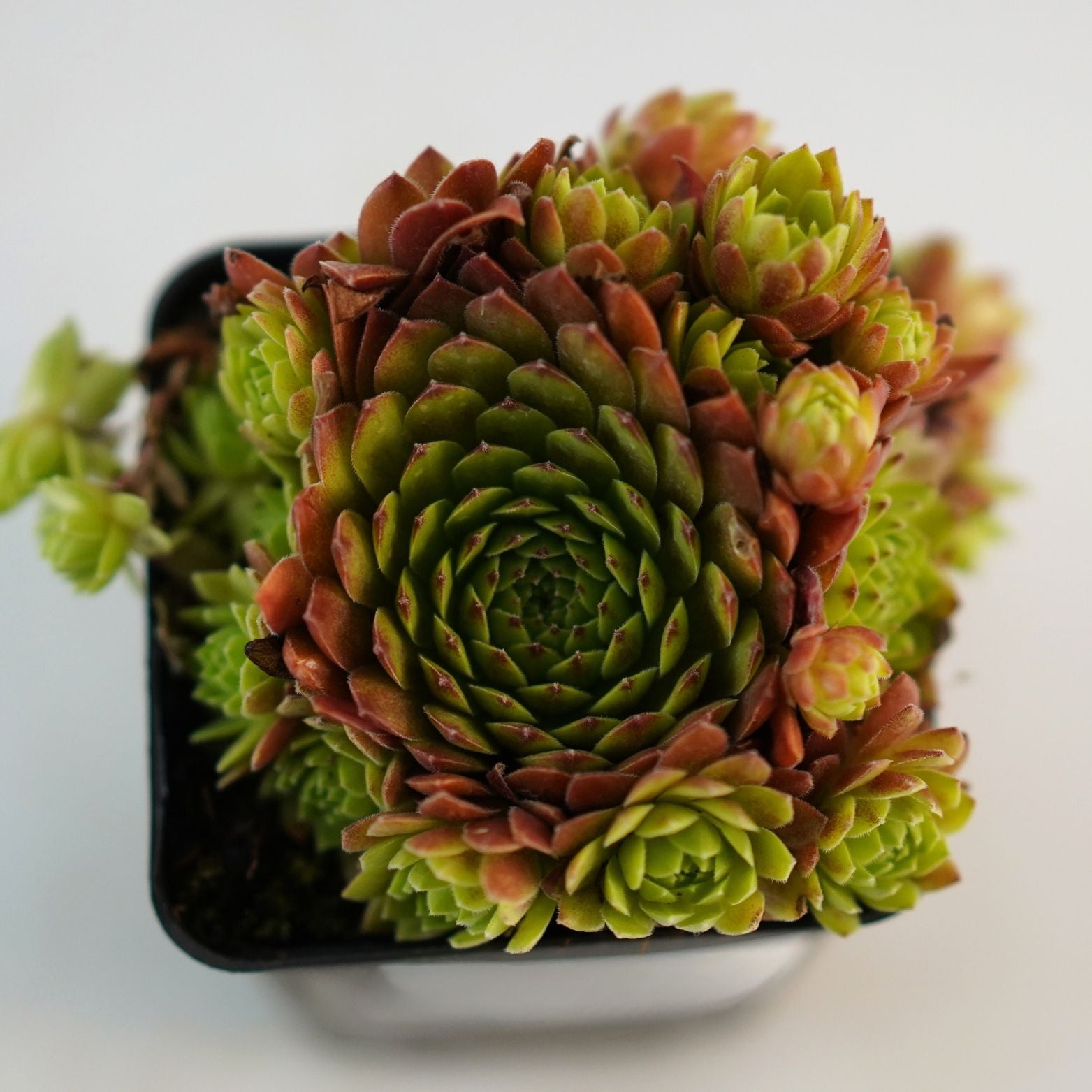 SEMPERVIVUM Rojnik pomarańczowy