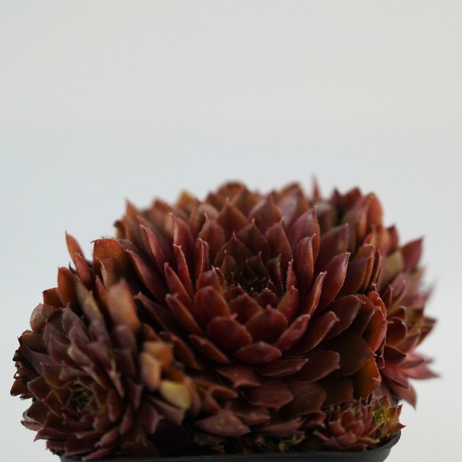 SEMPERVIVUM 'Rubin' Rojnik