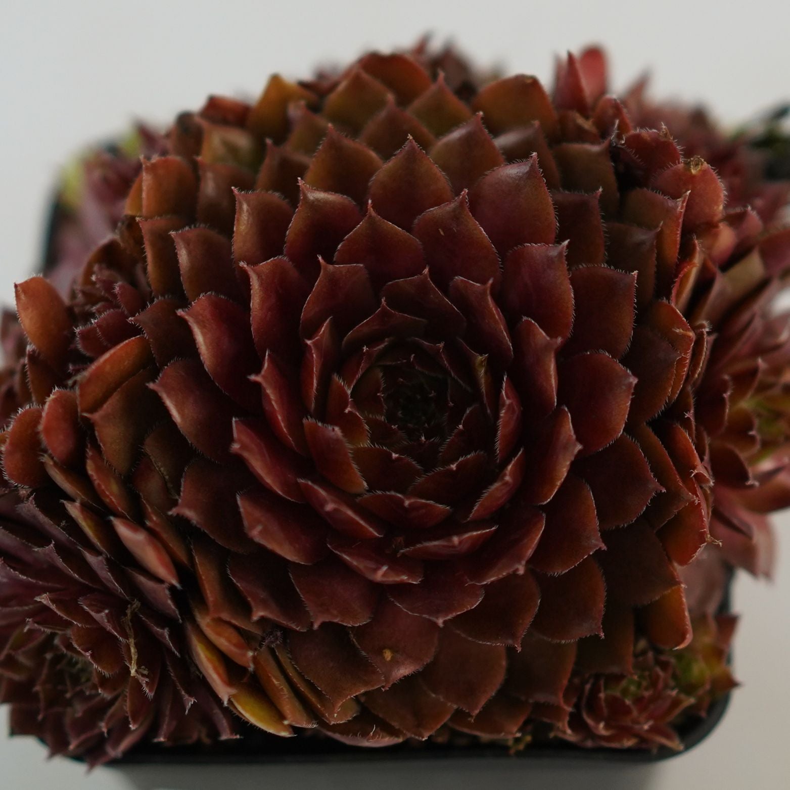 SEMPERVIVUM 'Rubin' Rojnik