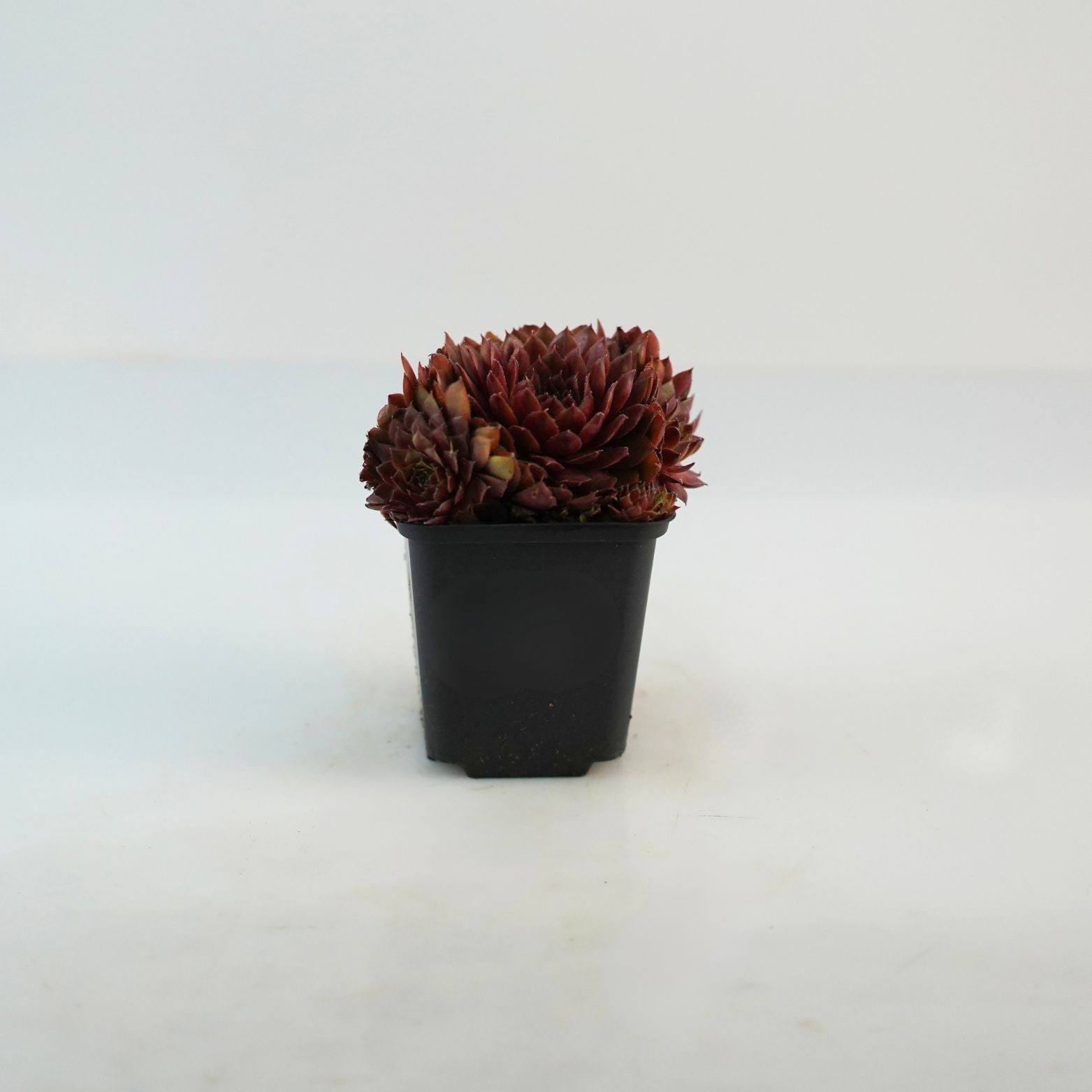 SEMPERVIVUM 'Rubin' Rojnik