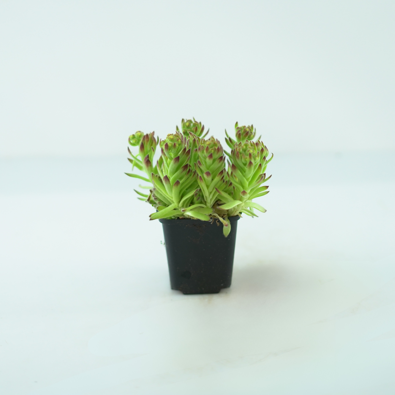 SEMPERVIVUM CILIOSUM Rojnik orzęsiony