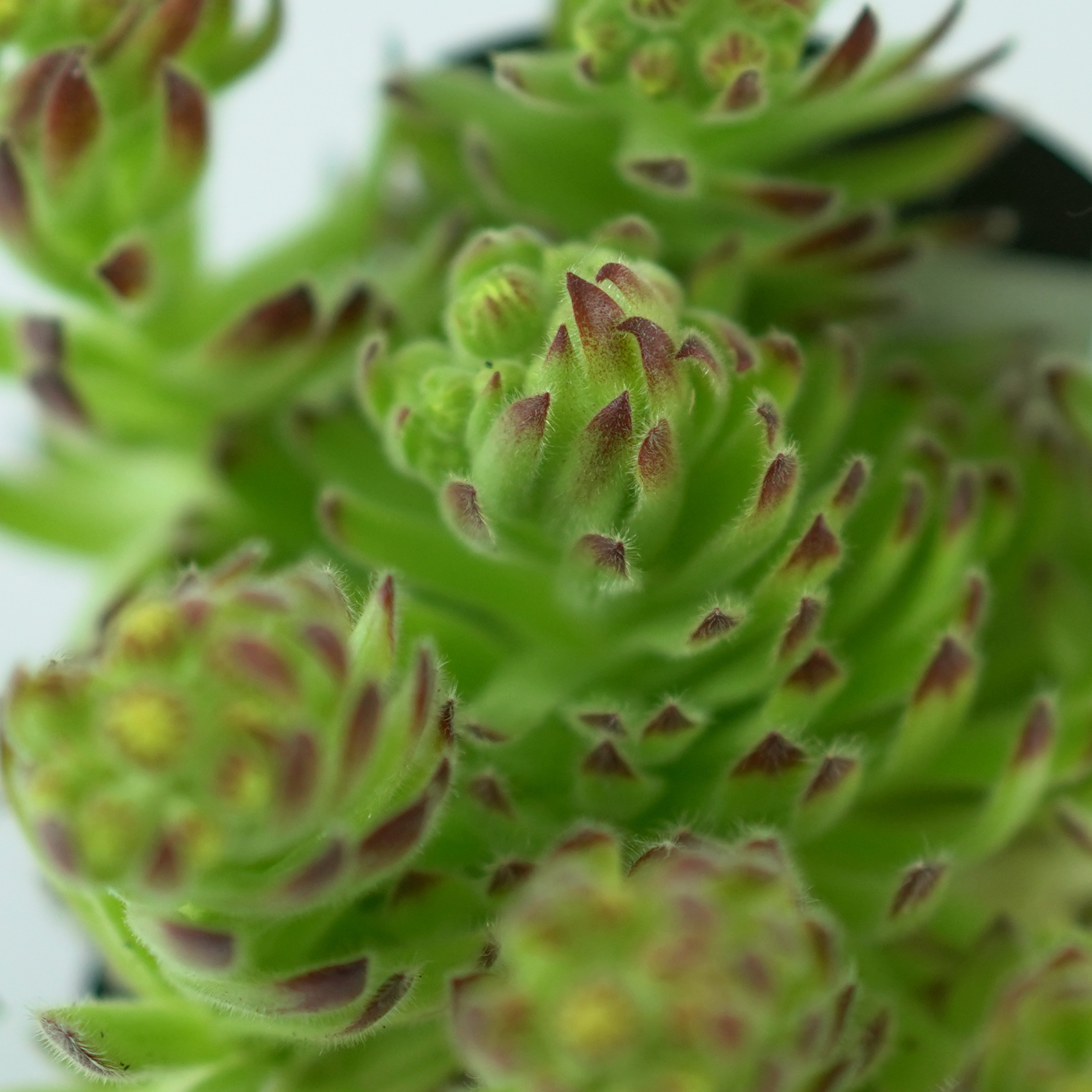 SEMPERVIVUM CILIOSUM Rojnik orzęsiony