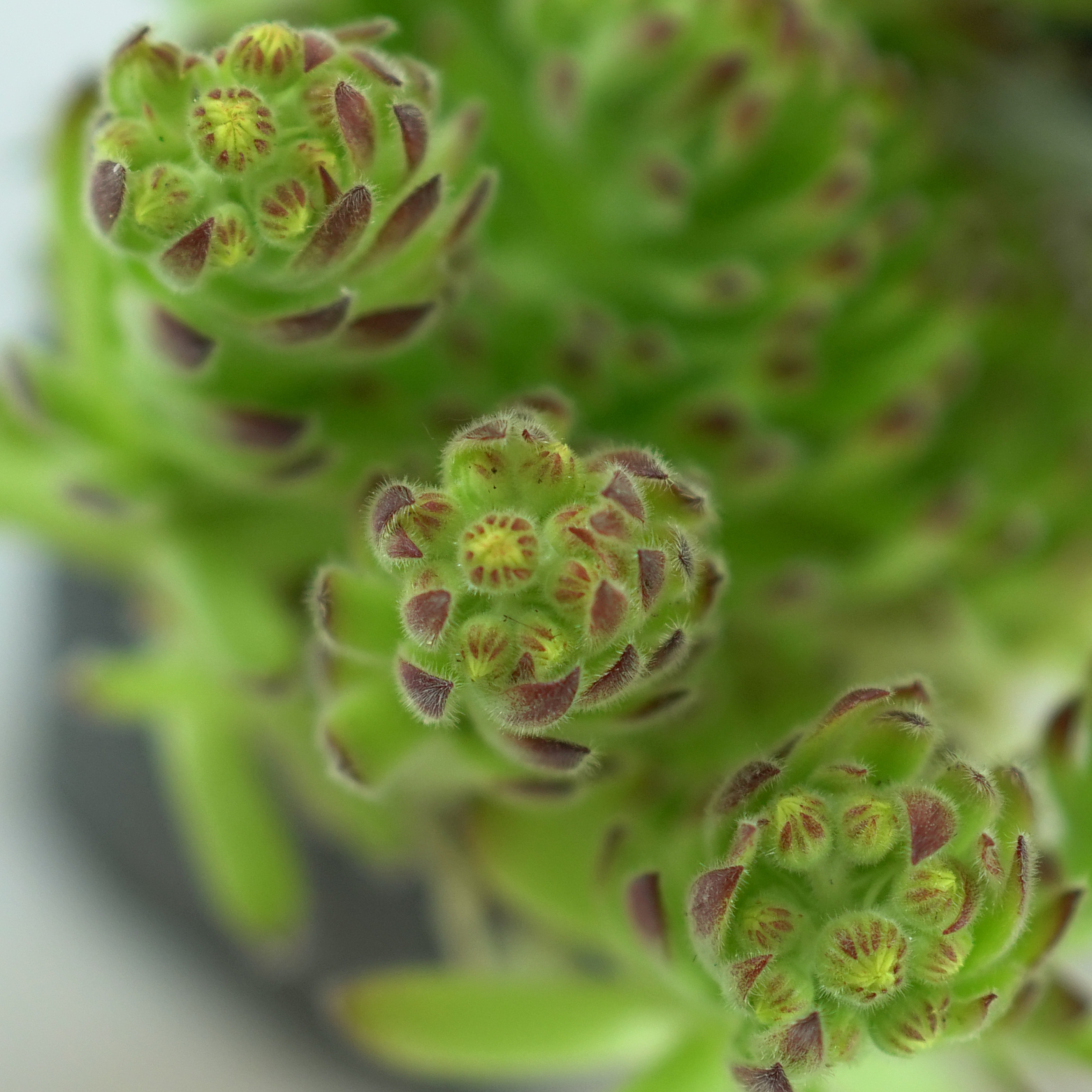 SEMPERVIVUM CILIOSUM Rojnik orzęsiony