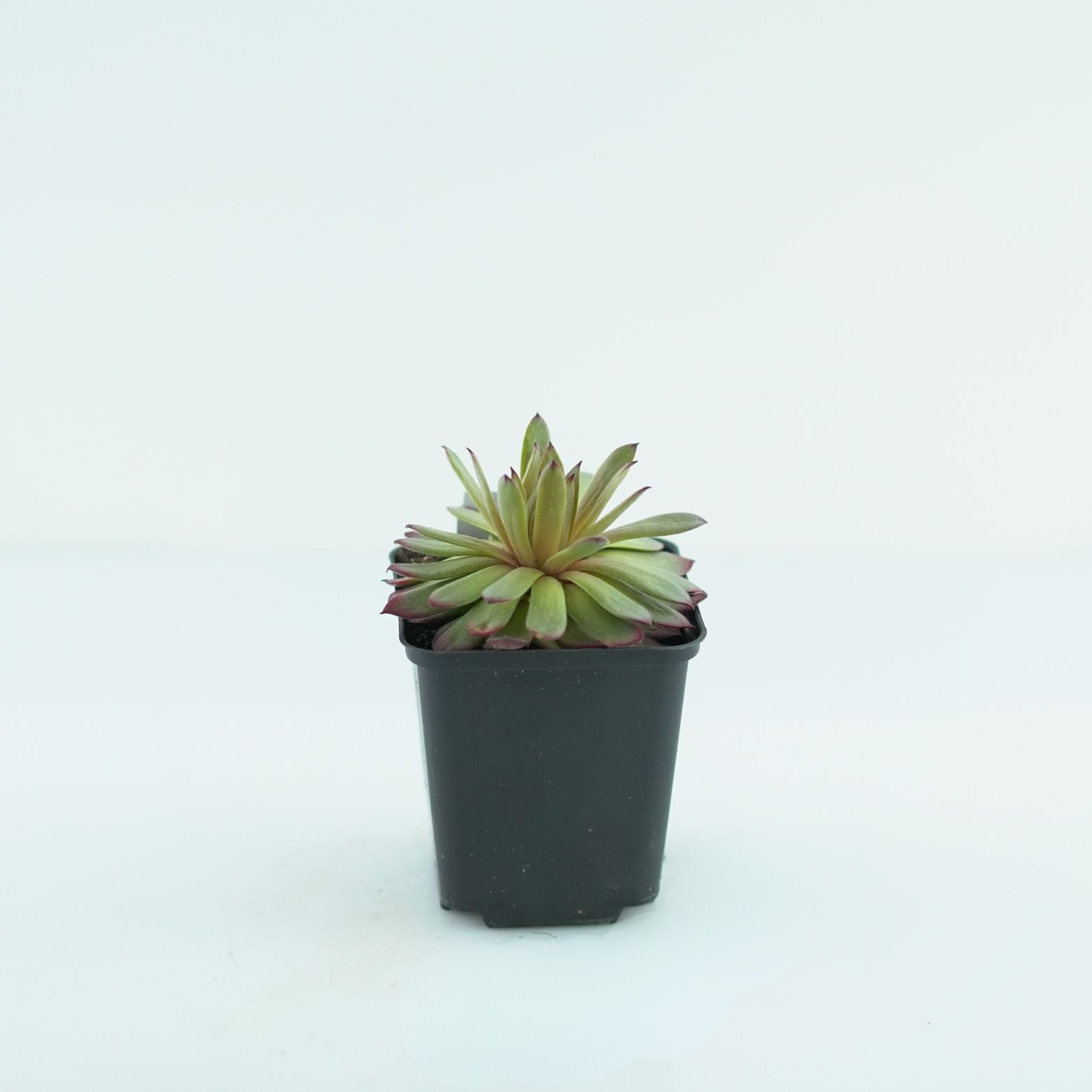 SEMPERVIVUM 'Faraon' Rojnik