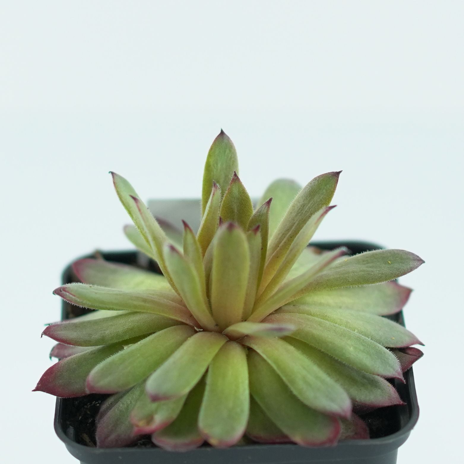SEMPERVIVUM 'Faraon' Rojnik