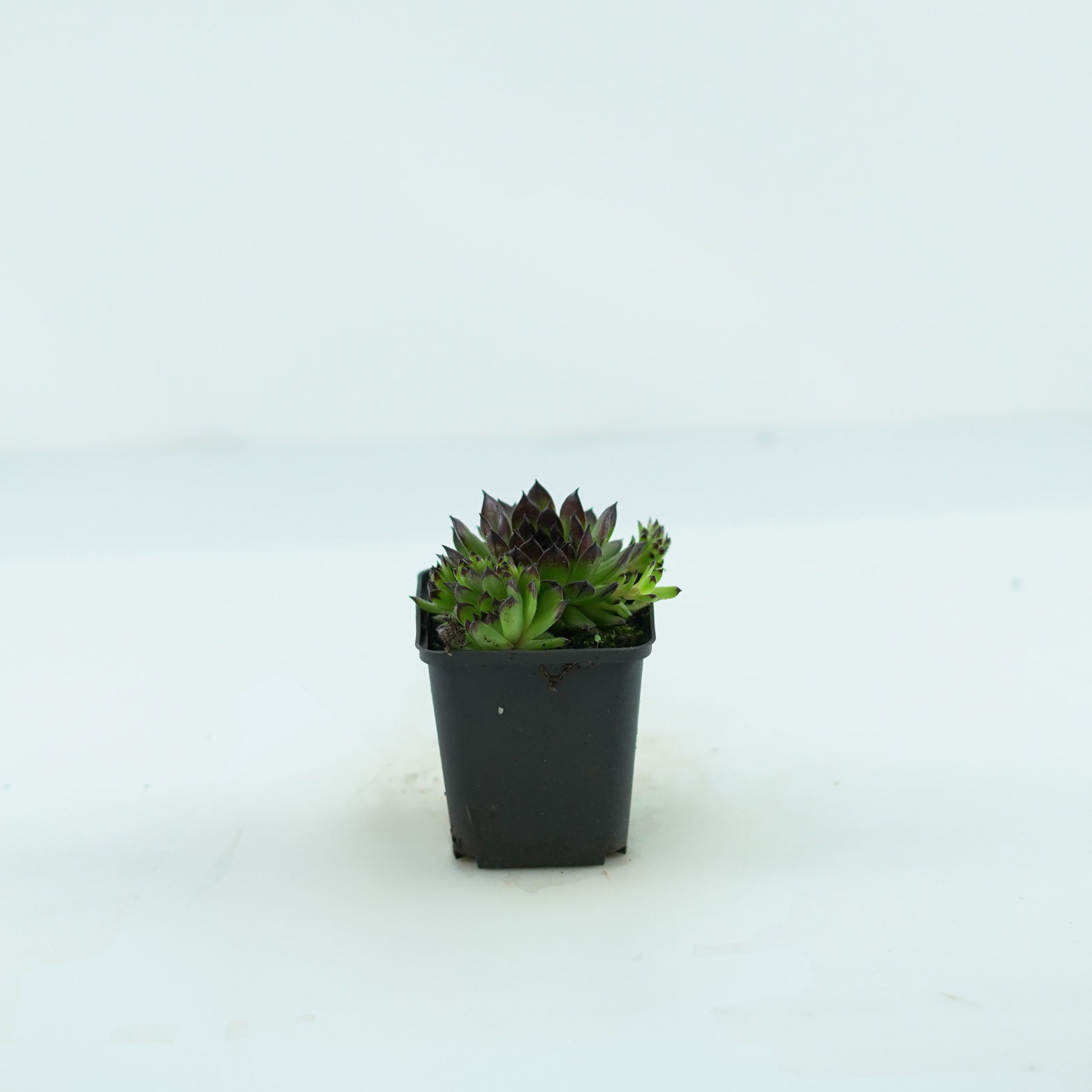 SEMPERVIVUM 'Reinhard' Rojnik