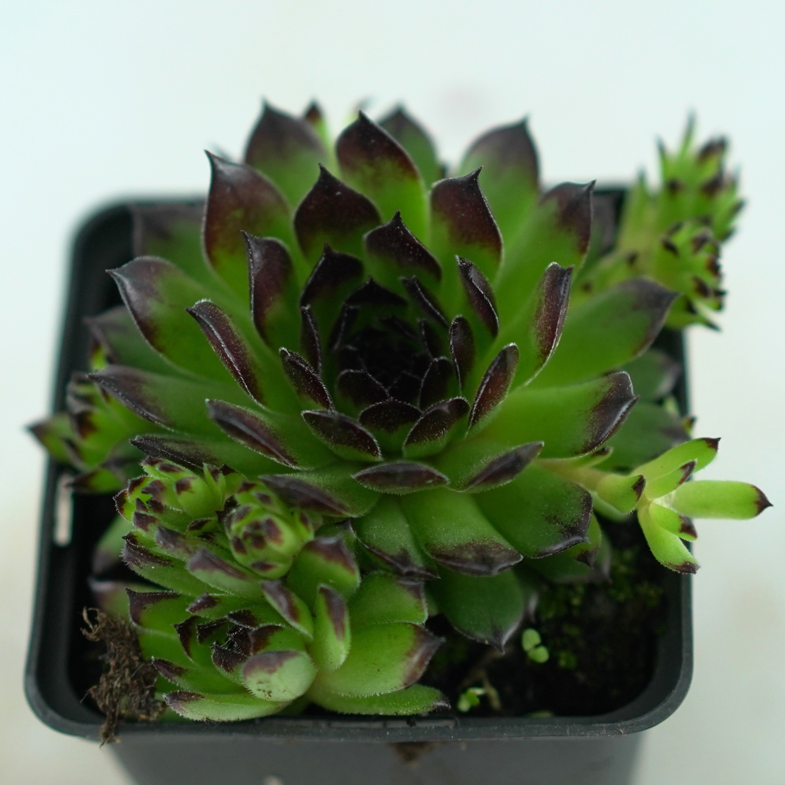 SEMPERVIVUM 'Reinhard' Rojnik