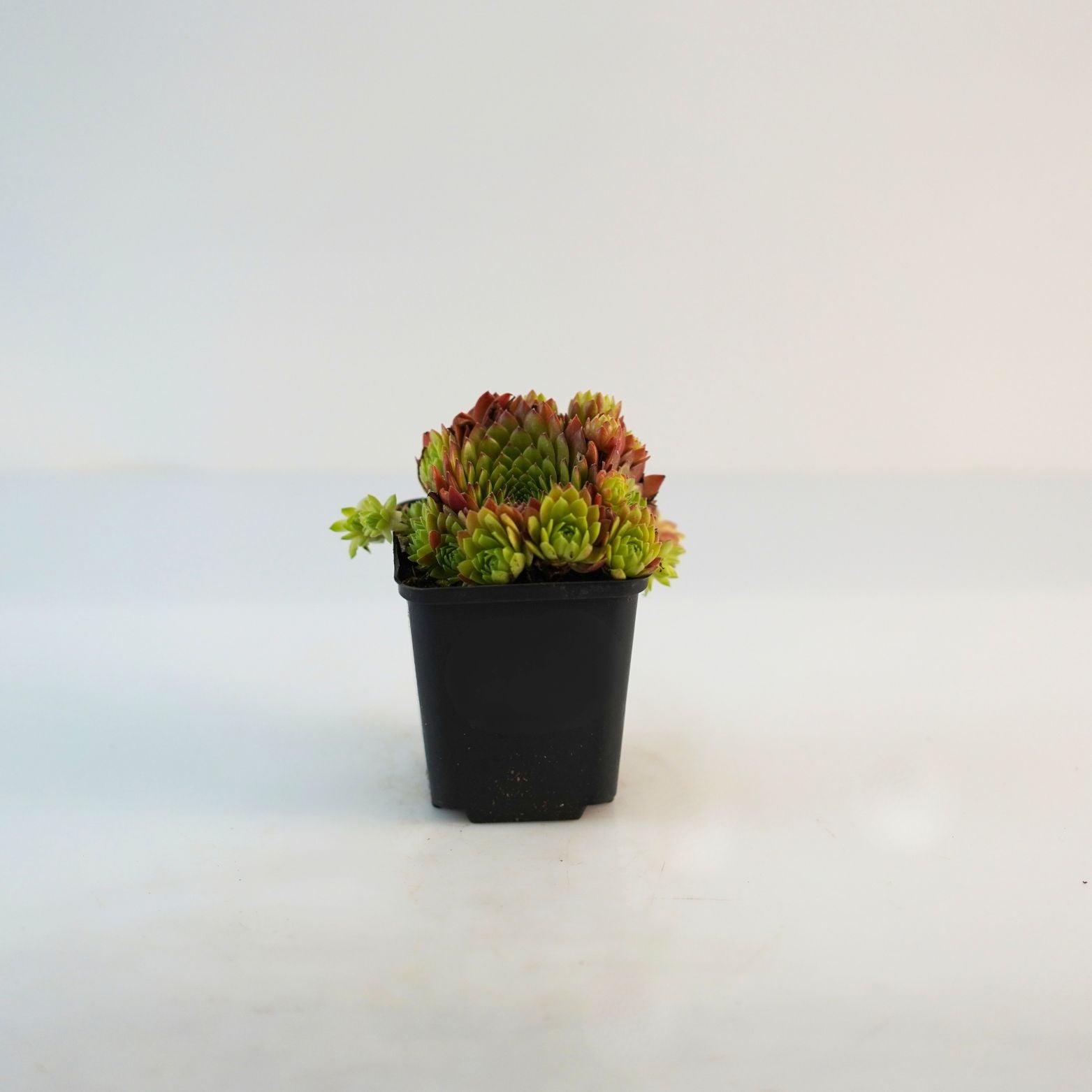 SEMPERVIVUM Rojnik pomarańczowy
