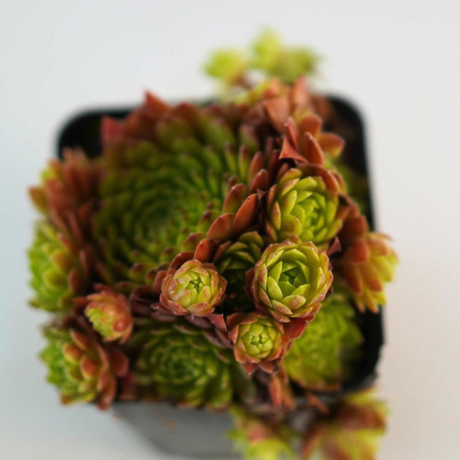 SEMPERVIVUM Rojnik pomarańczowy