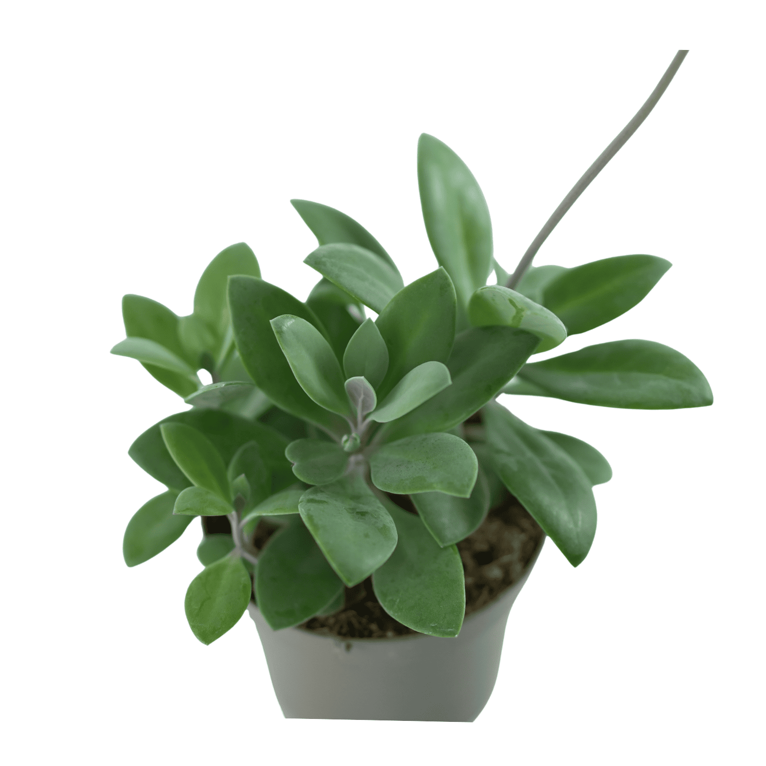 SENECIO 'RED CAP' Starzec