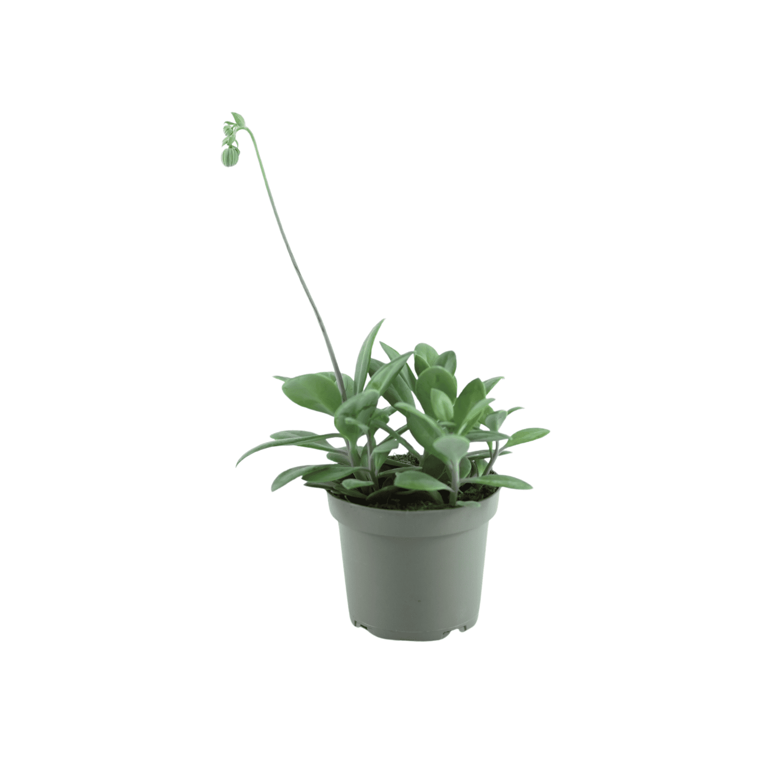 SENECIO 'RED CAP' Starzec