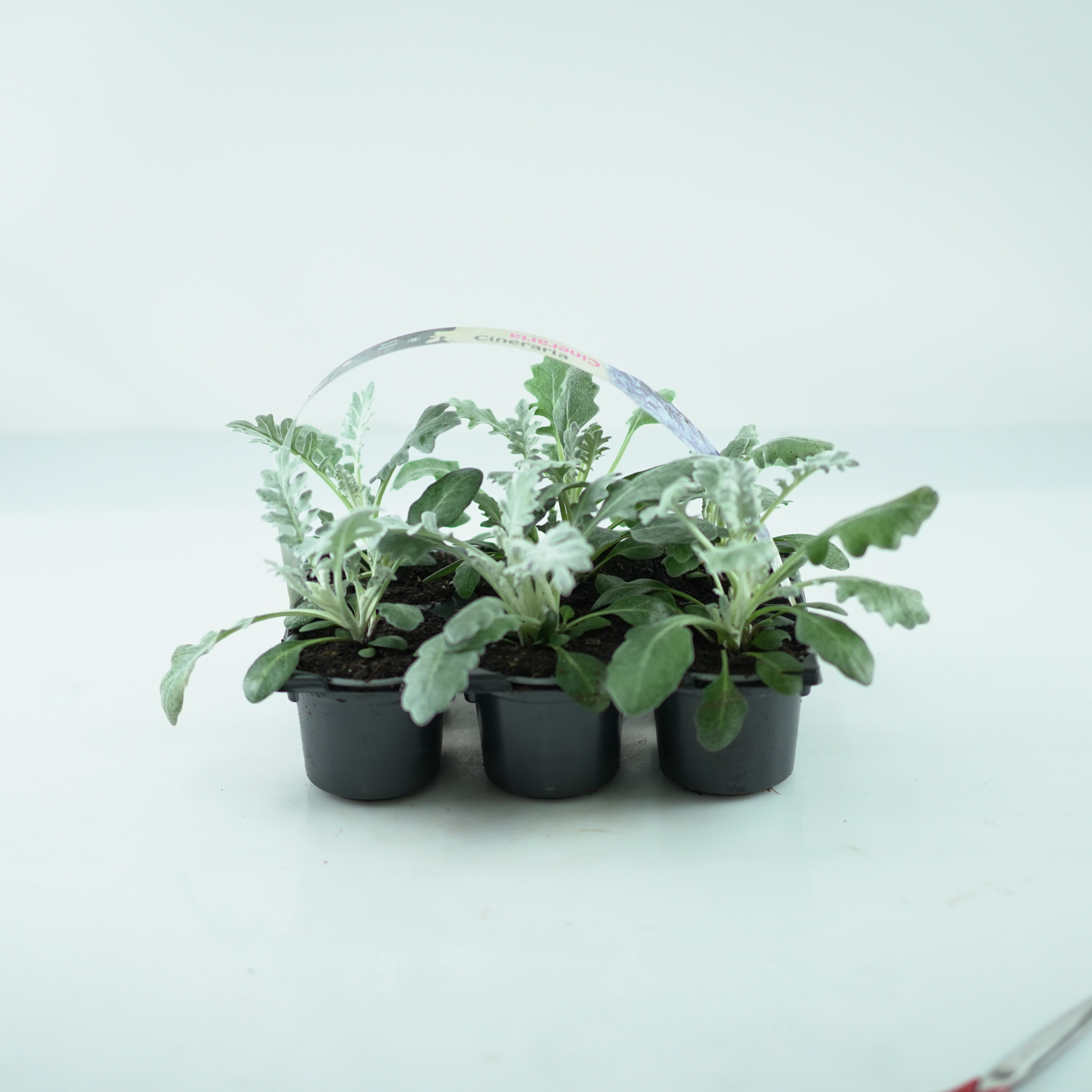 SENECIO CINERARIA Mrozy