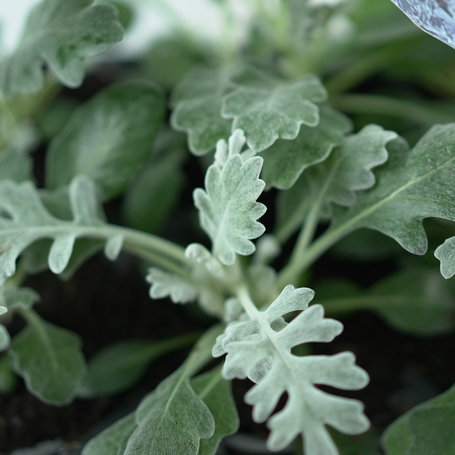 SENECIO JACOBEA Starzec Jakubek