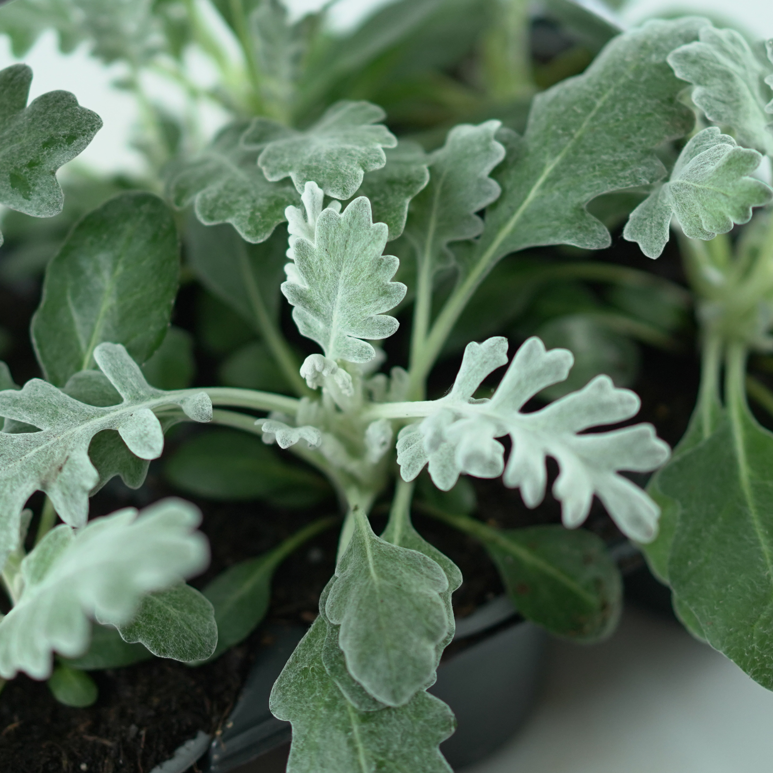 SENECIO JACOBEA Starzec Jakubek
