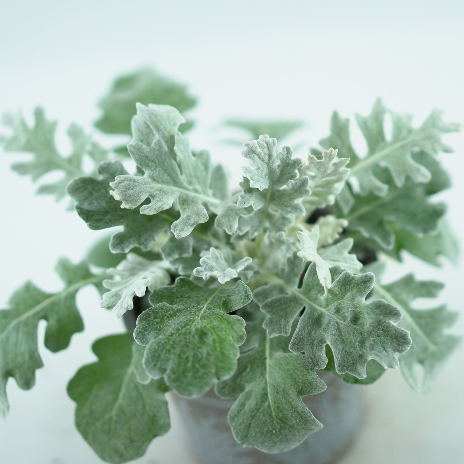 SENECIO CINERARIA Mrozy