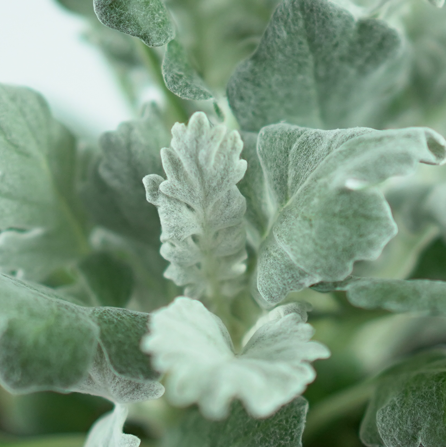 SENECIO CINERARIA Mrozy