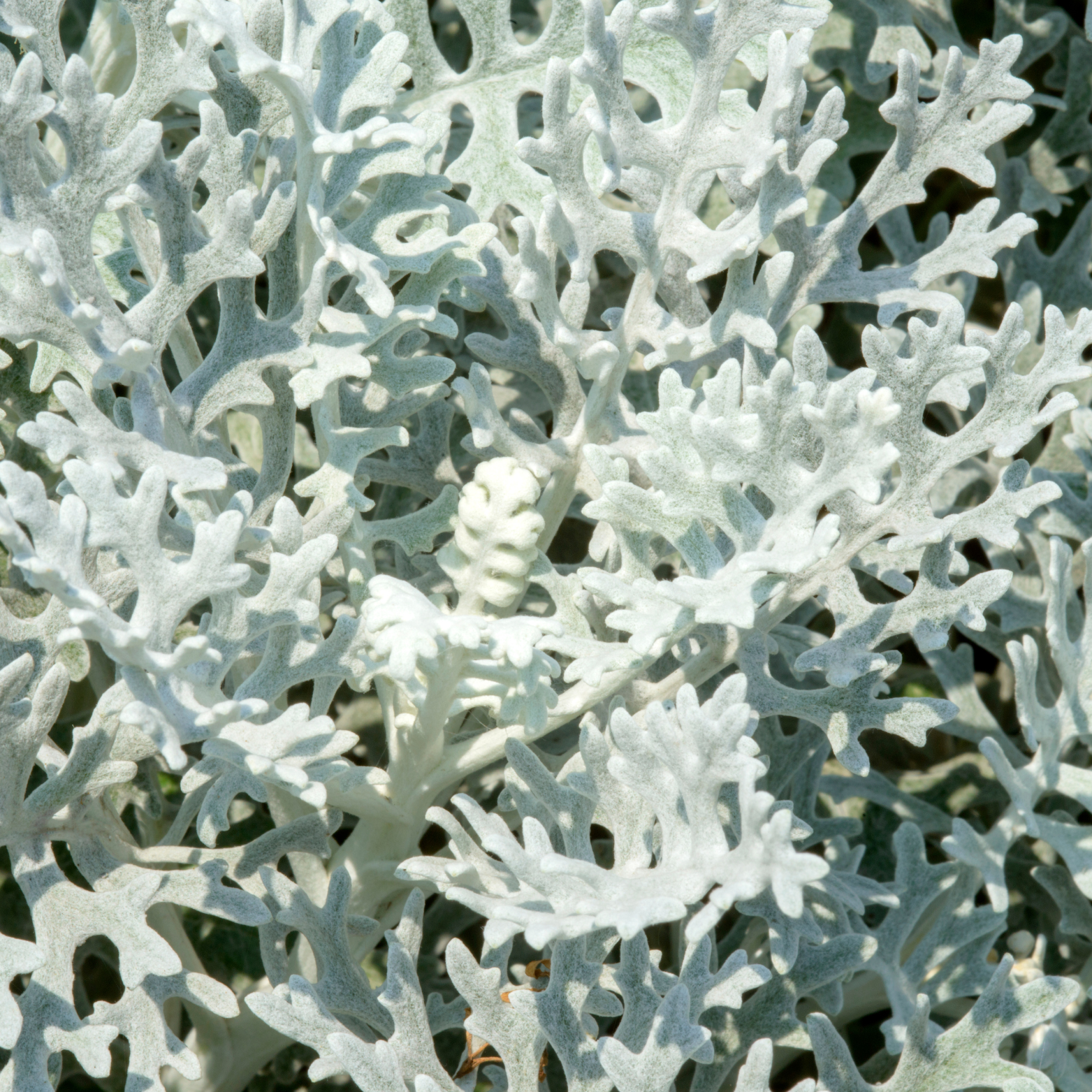 SENECIO CINERARIA Mrozy