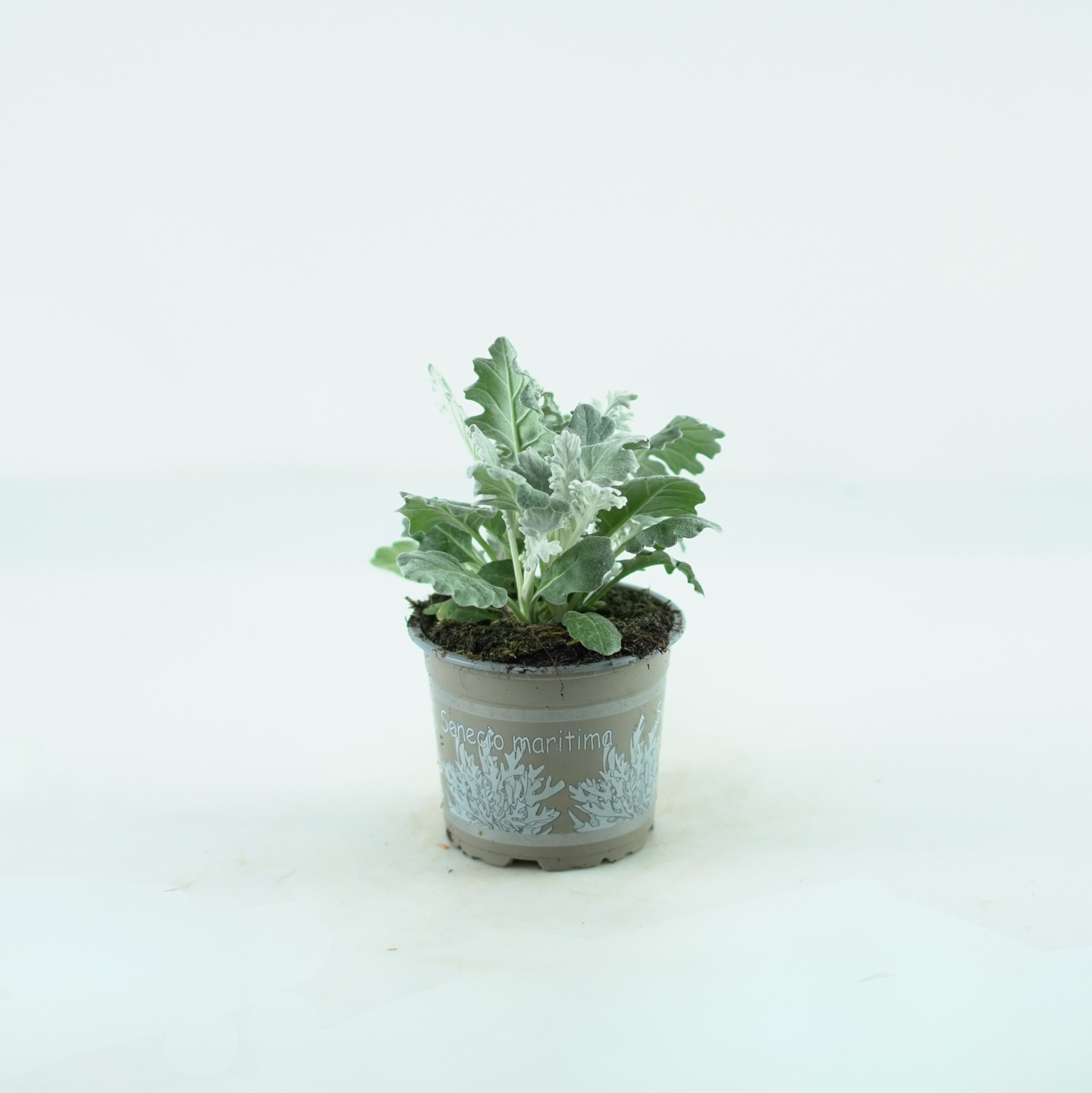 SENECIO CINERARIA Mrozy