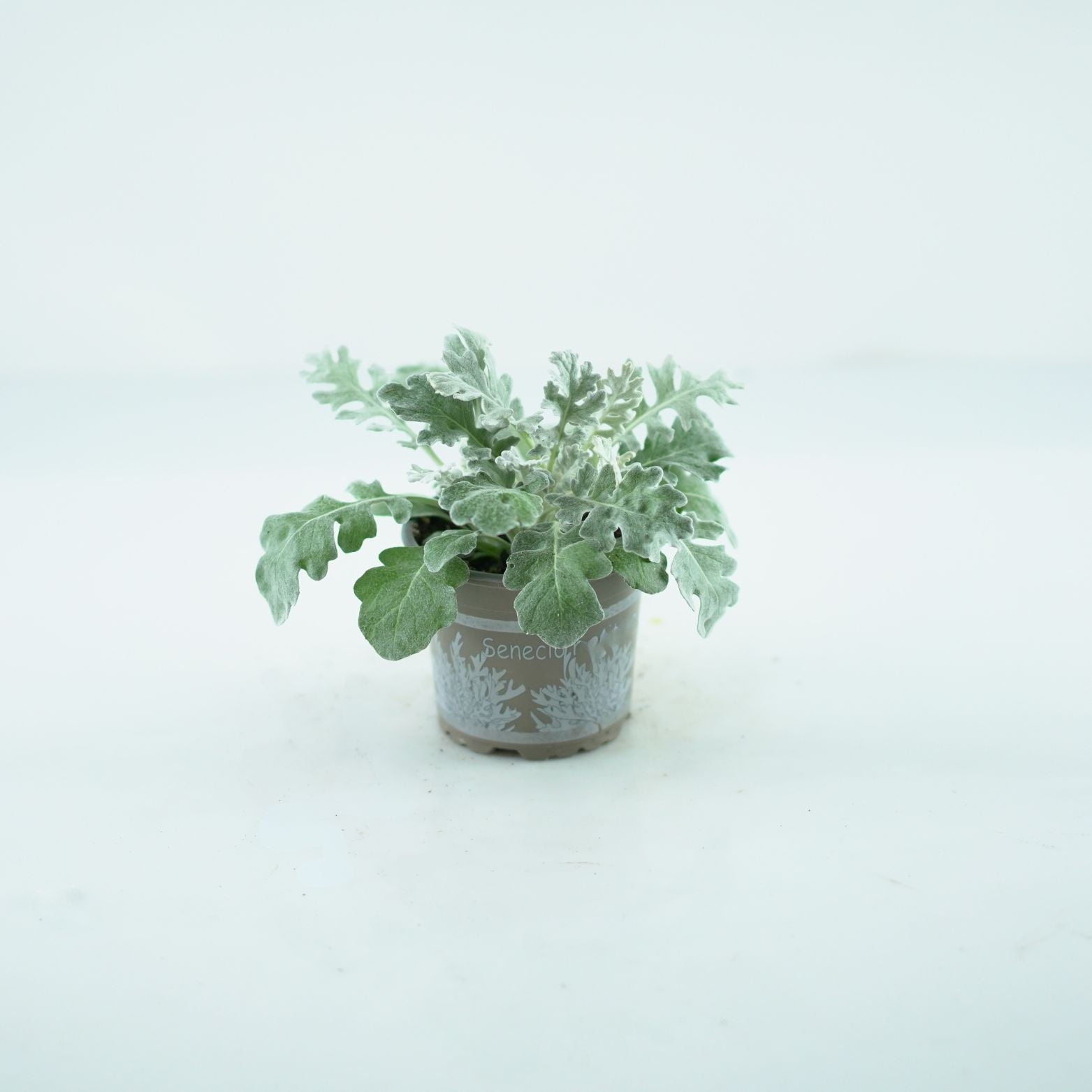 SENECIO CINERARIA Mrozy