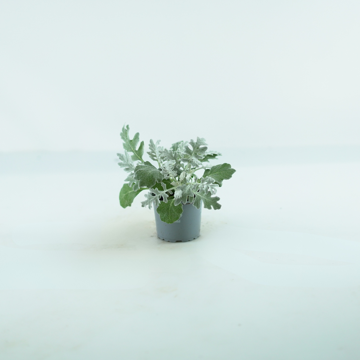 SENECIO CINERARIA Mrozy