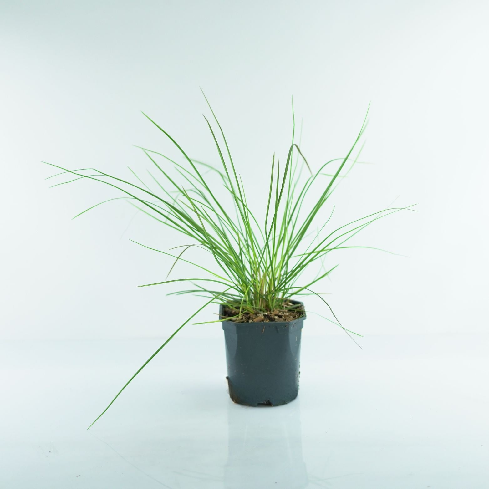 SESLERIA AUTUMNALIS Sesleria jesienna