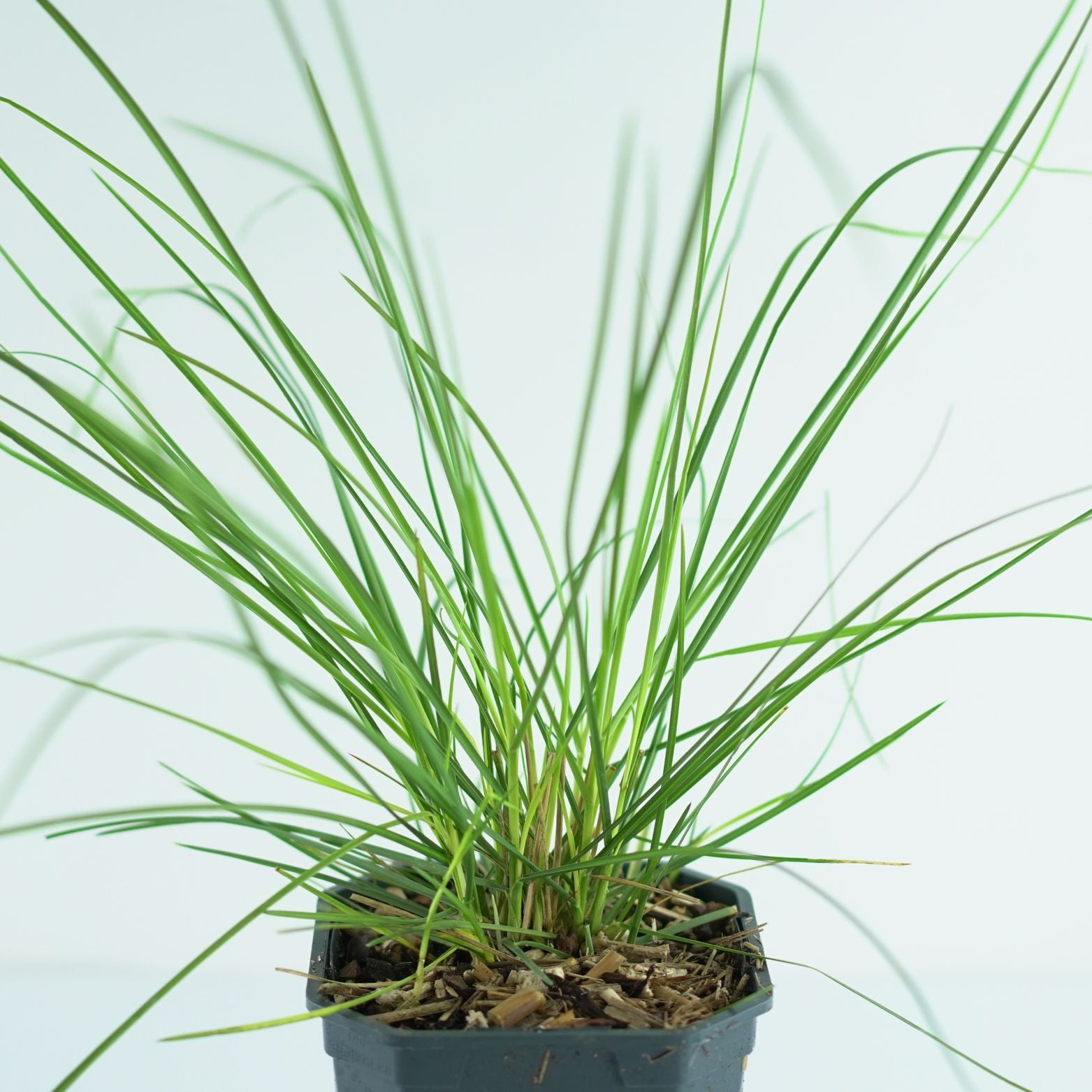 SESLERIA AUTUMNALIS Sesleria jesienna