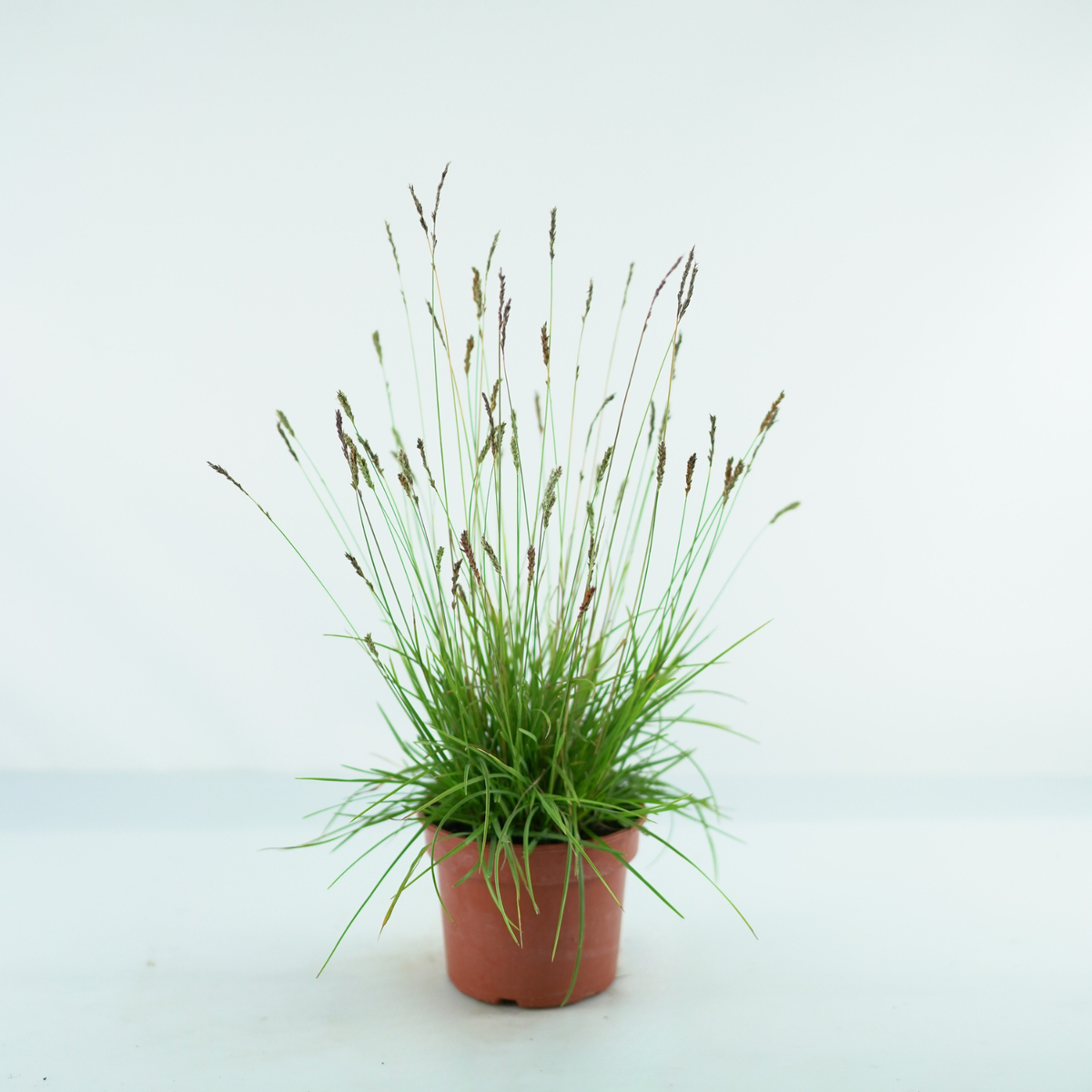 SESLERIA 'Greenlee Hybrid', Sesleria