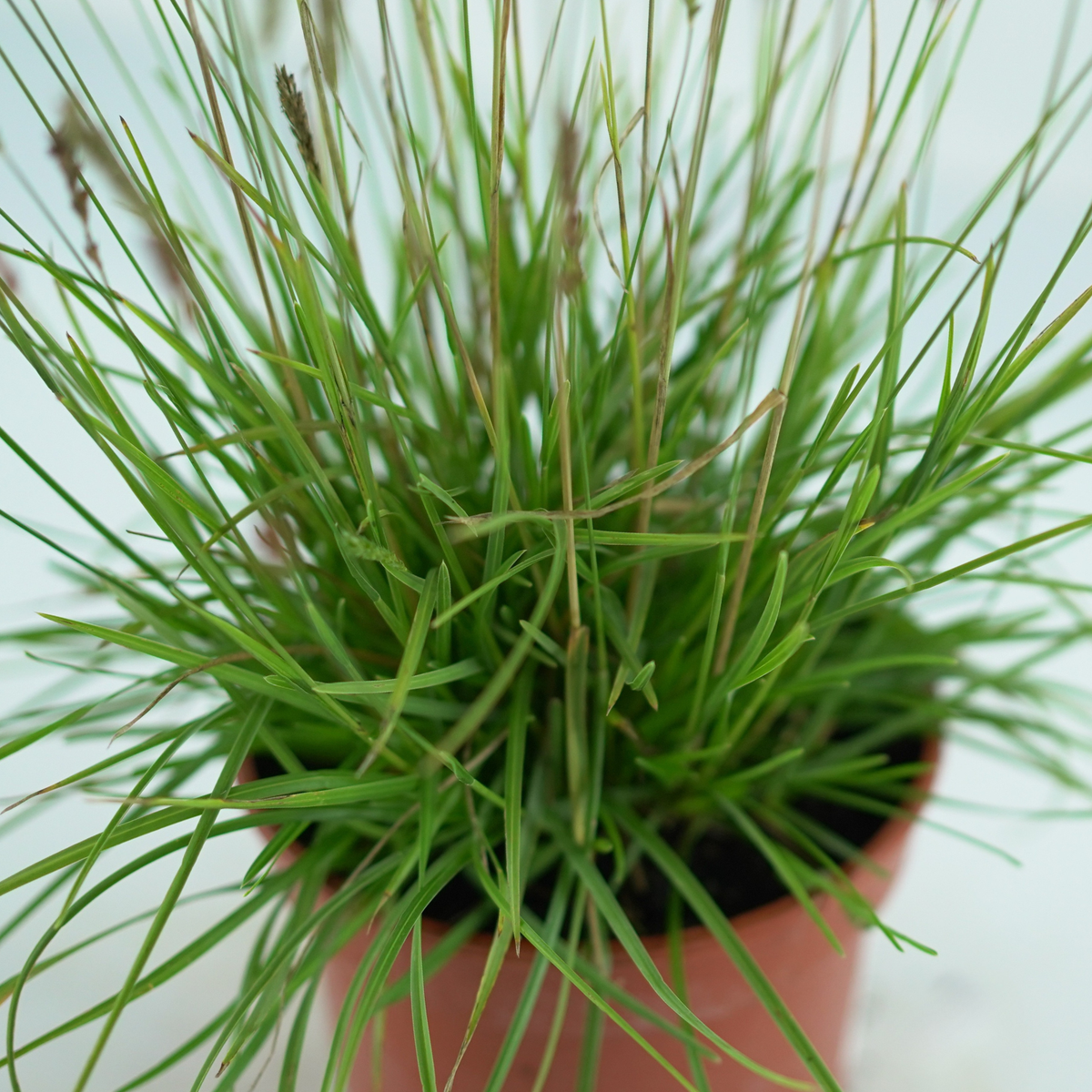 SESLERIA 'Greenlee Hybrid', Sesleria