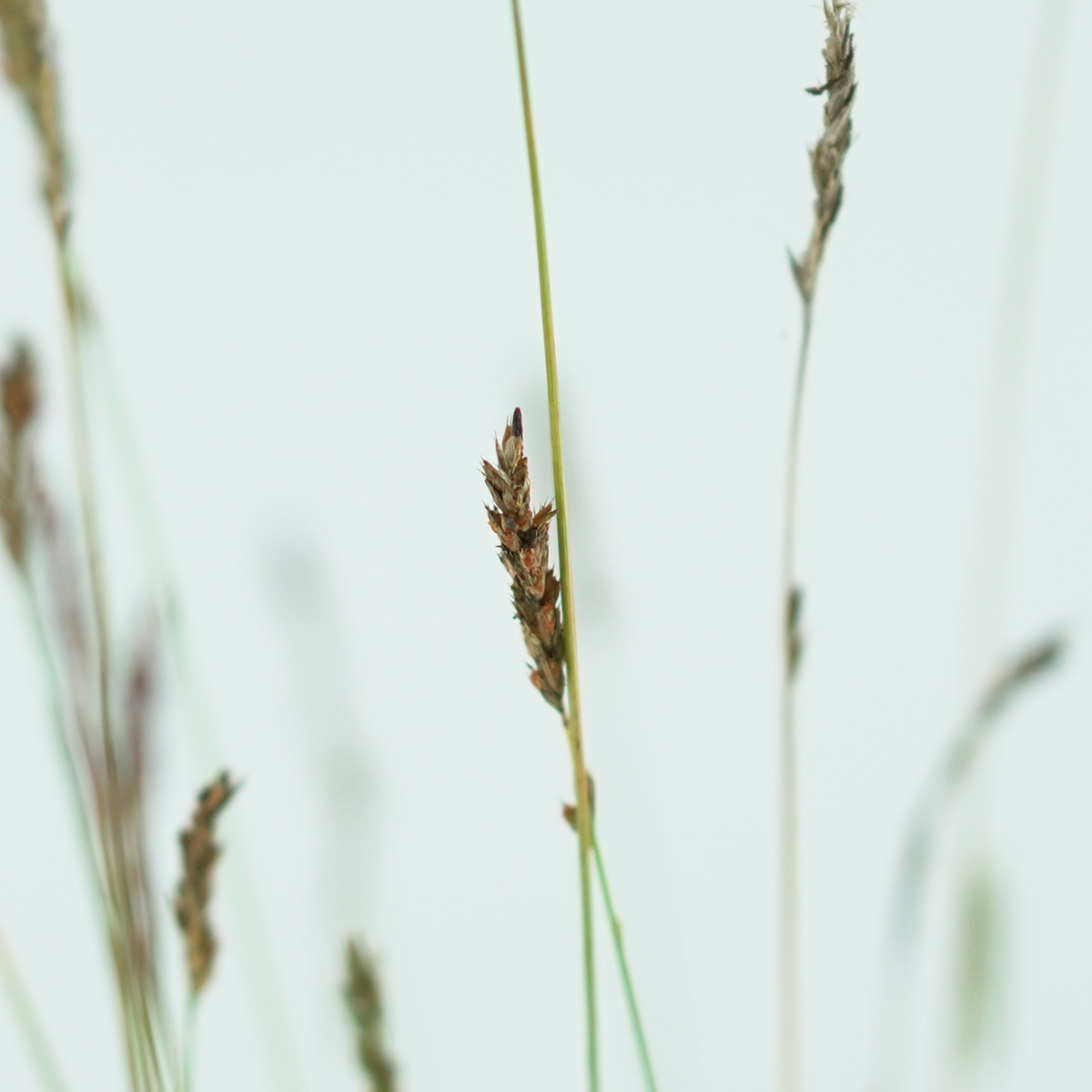 SESLERIA 'Greenlee Hybrid', Sesleria