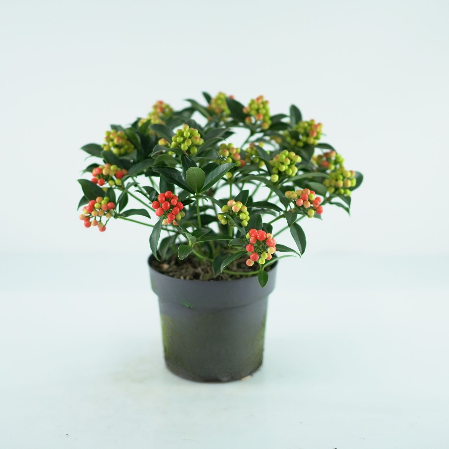 Skimmia japonica Cleopatra