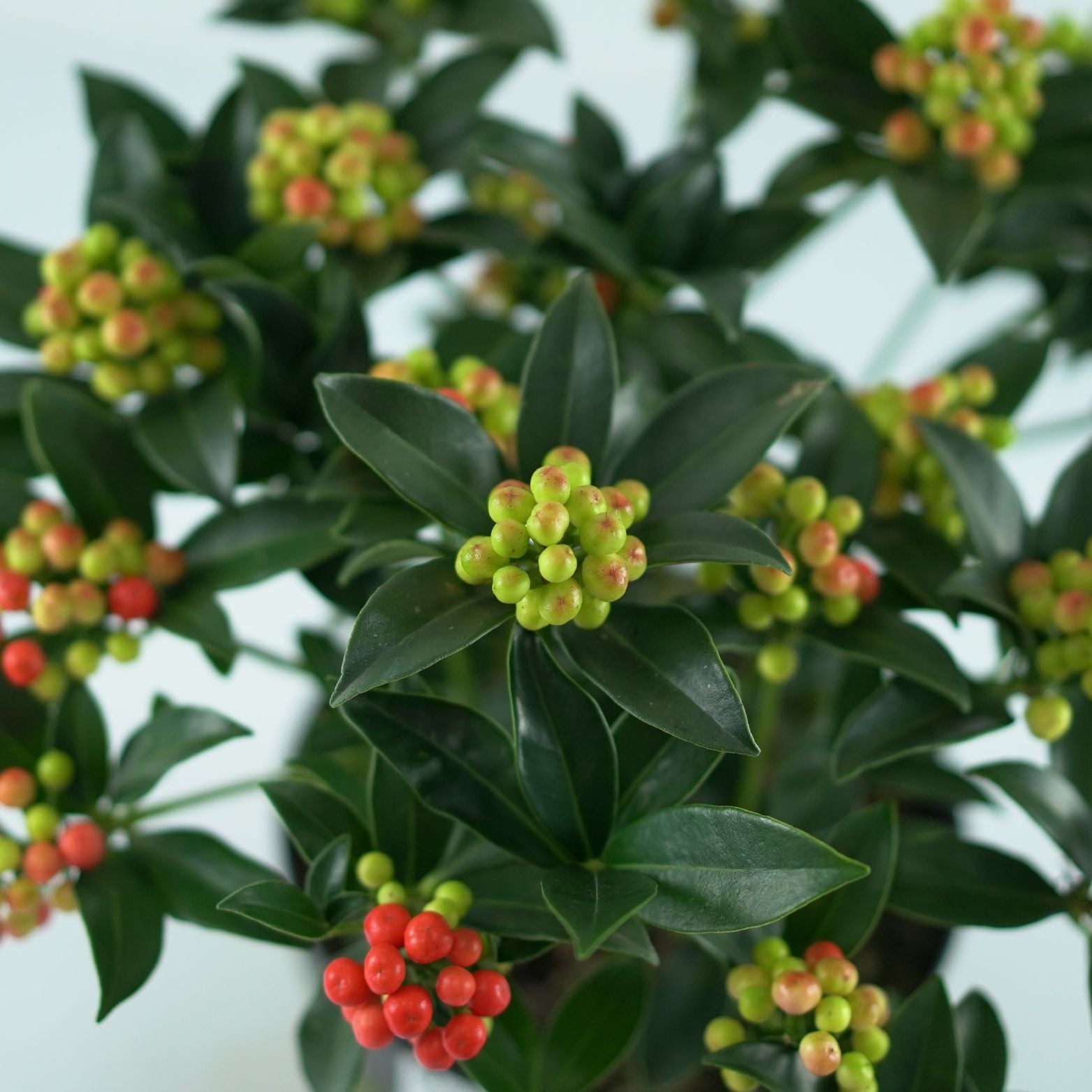 Skimmia japonica Cleopatra