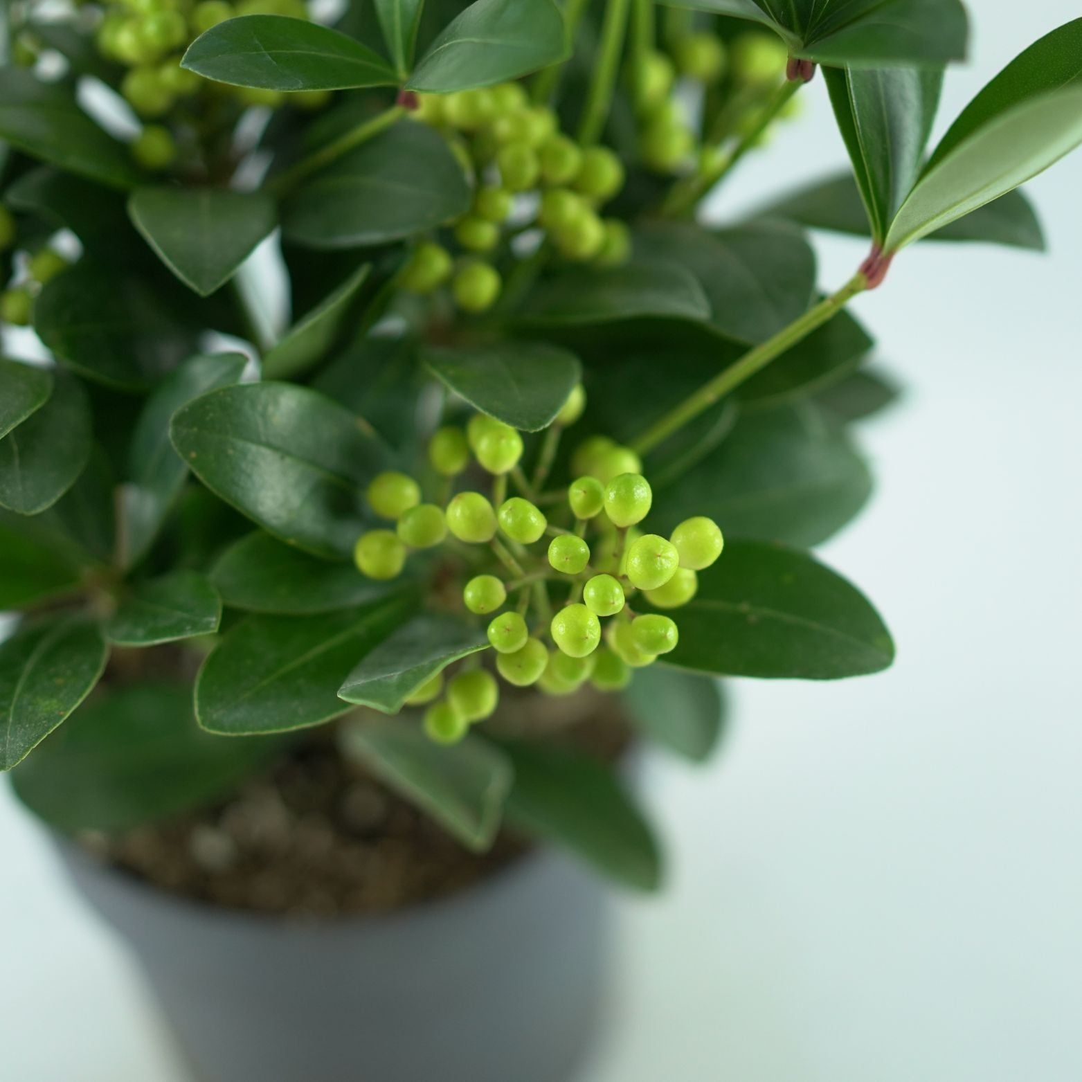 SKIMMIA JAPONICA 'Temptation' Skimia japońska