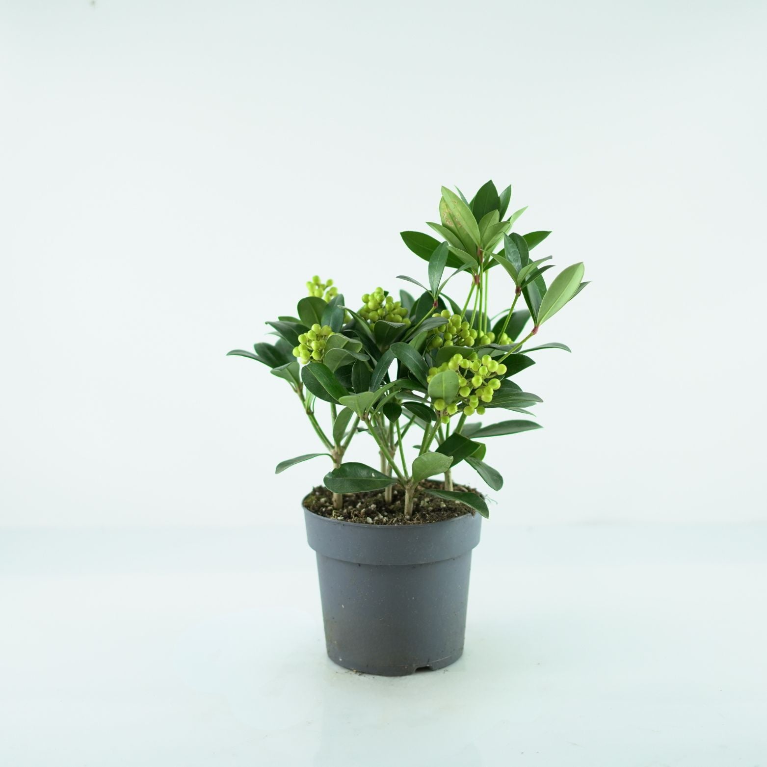 SKIMMIA JAPONICA 'Temptation' Skimia japońska